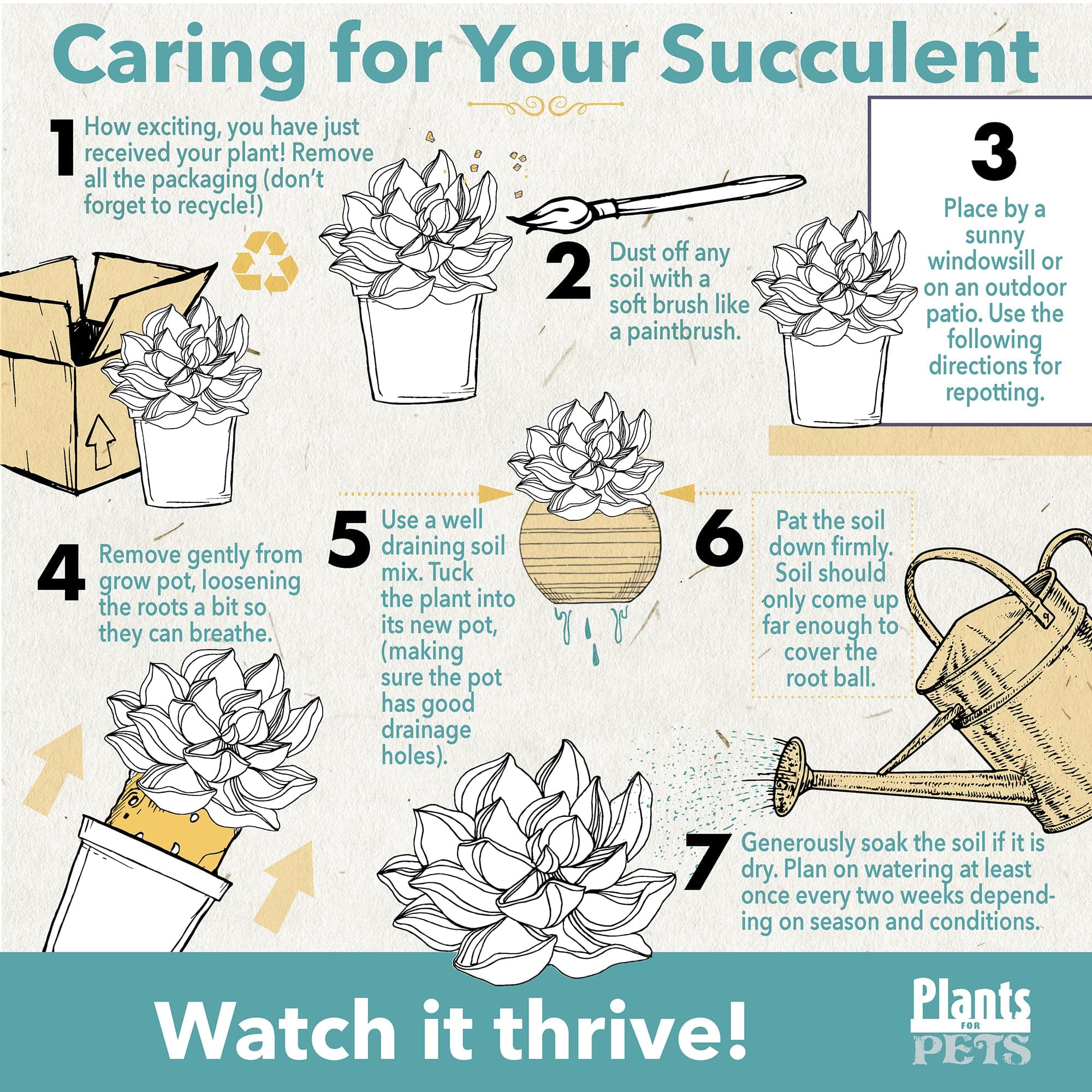 Pink Desert Rose Plant Live Succulent, 1 Gal Grower Pot, Adenium Desert Rose Pla - Thumbnail 5