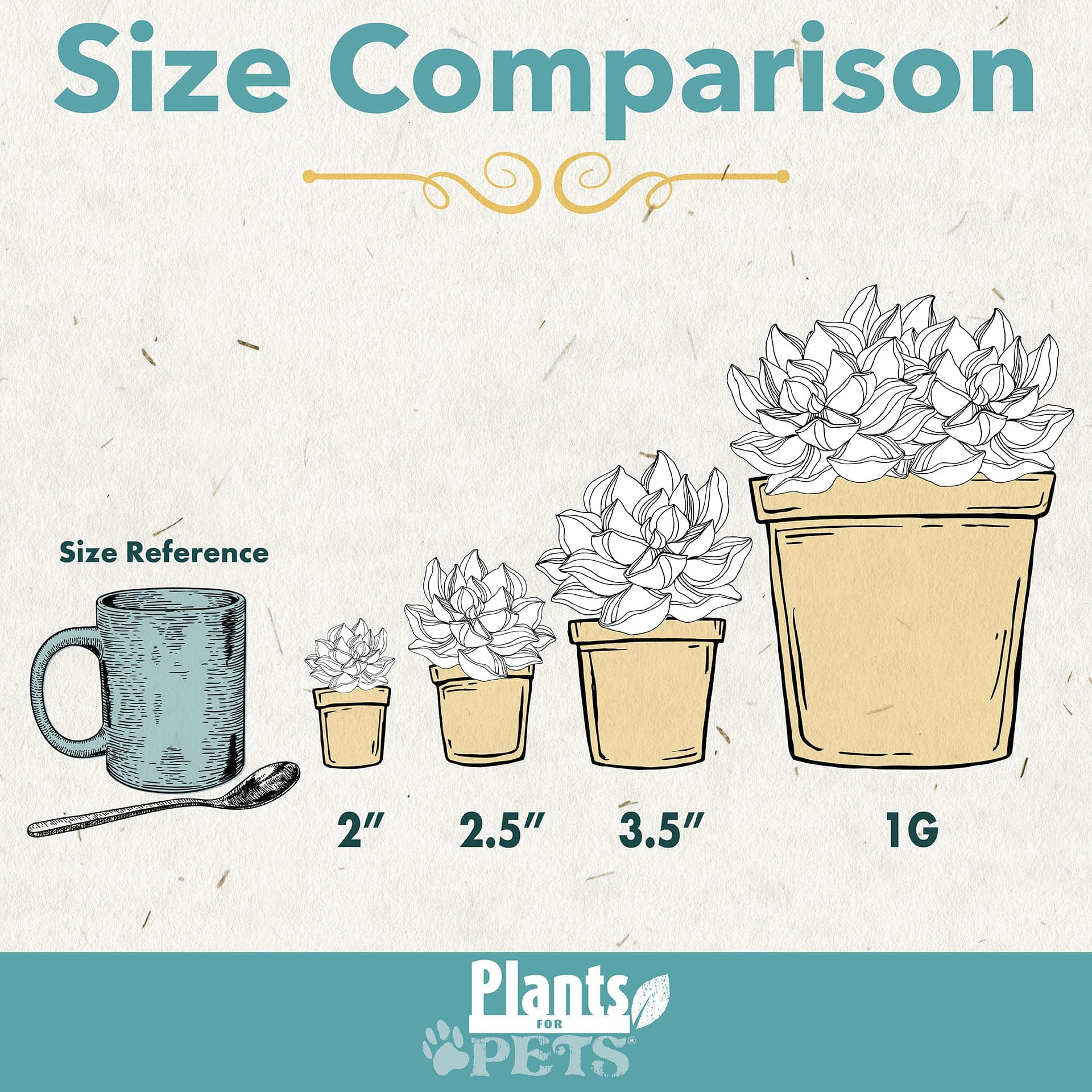 Pink Desert Rose Plant Live Succulent, 1 Gal Grower Pot, Adenium Desert Rose Pla - Thumbnail 6