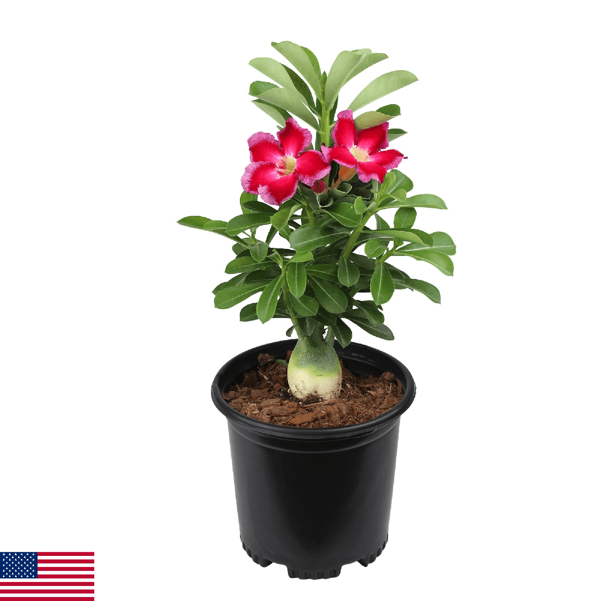 Pink Desert Rose Plant Live Succulent, 1 Gal Grower Pot, Adenium Desert Rose Pla - Image 1