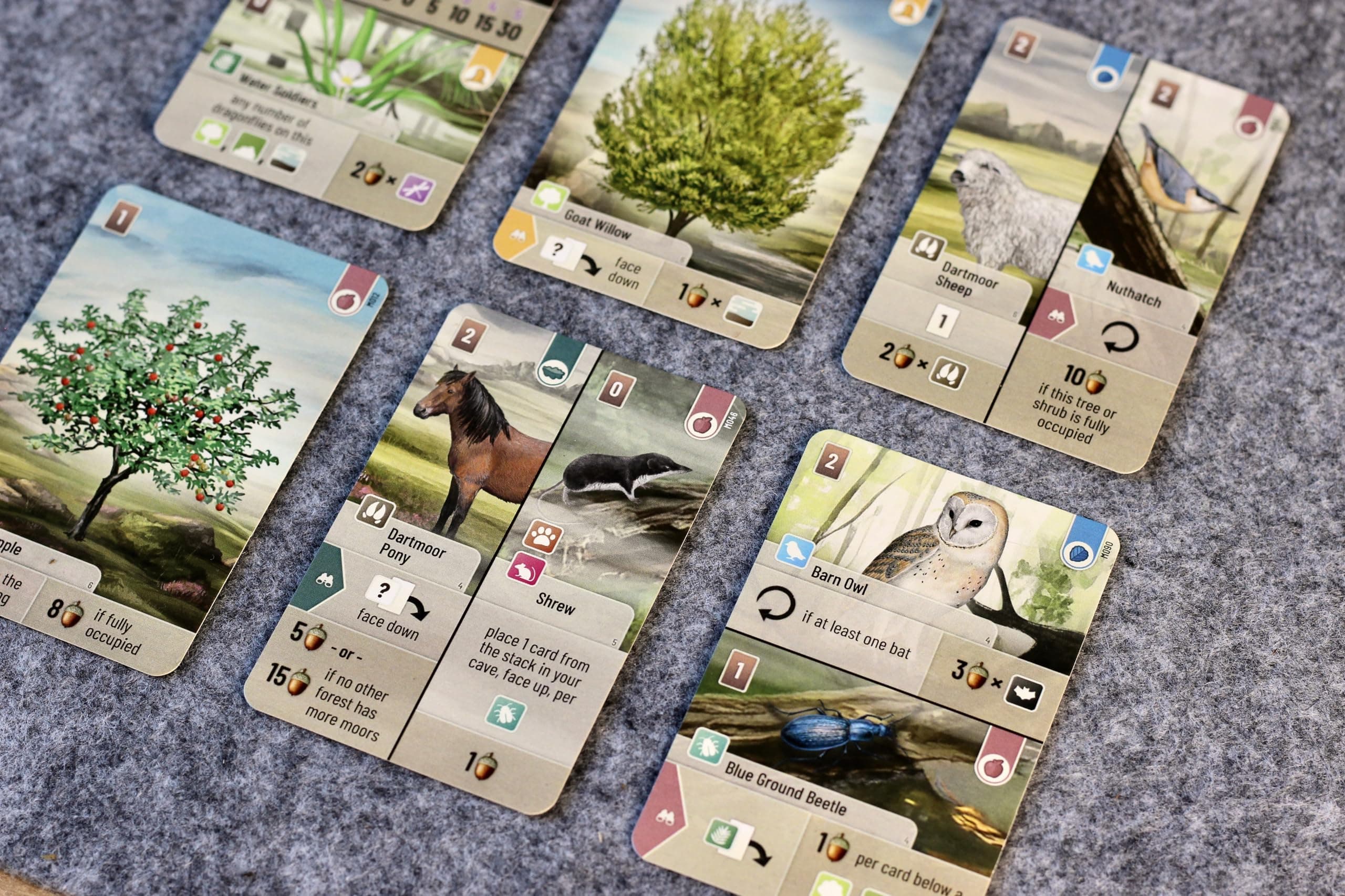Forest Shuffle Dartmoor Card Game - Build Habitats, Place Trees & Attract Fauna - Thumbnail 4
