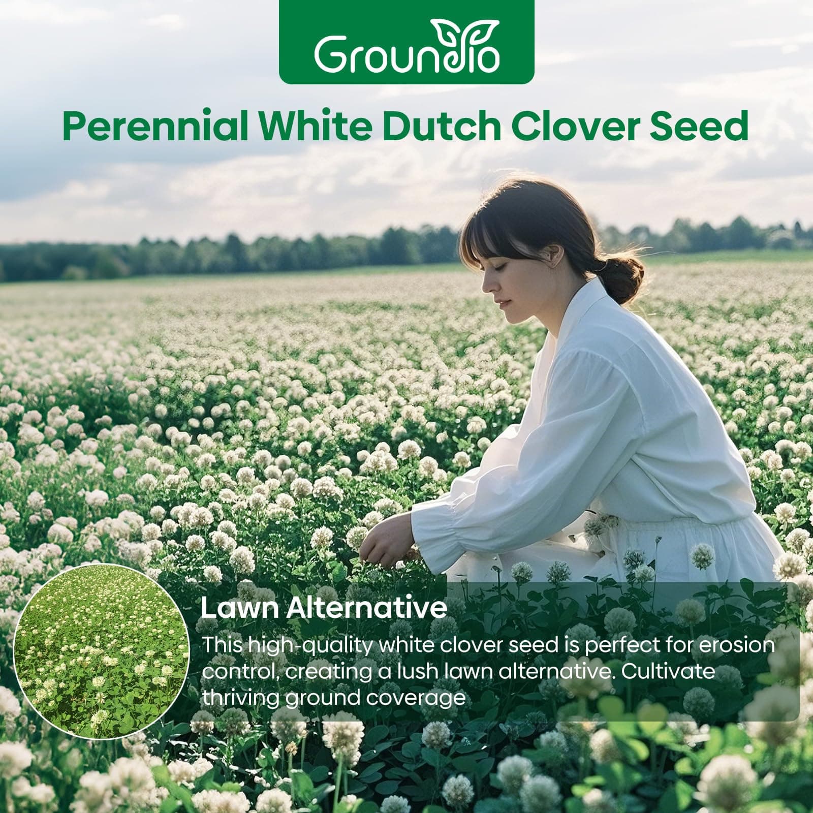 Groundio White Clover Seeds, 5 lbs, Perennial White Dutch Clover Seed for Lawn, - Thumbnail 2