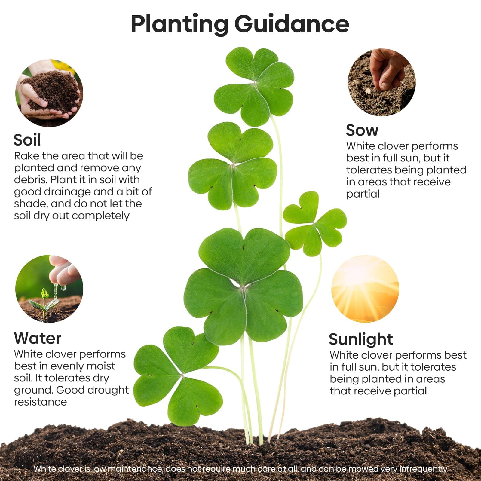 Groundio White Clover Seeds, 5 lbs, Perennial White Dutch Clover Seed for Lawn, - Thumbnail 3