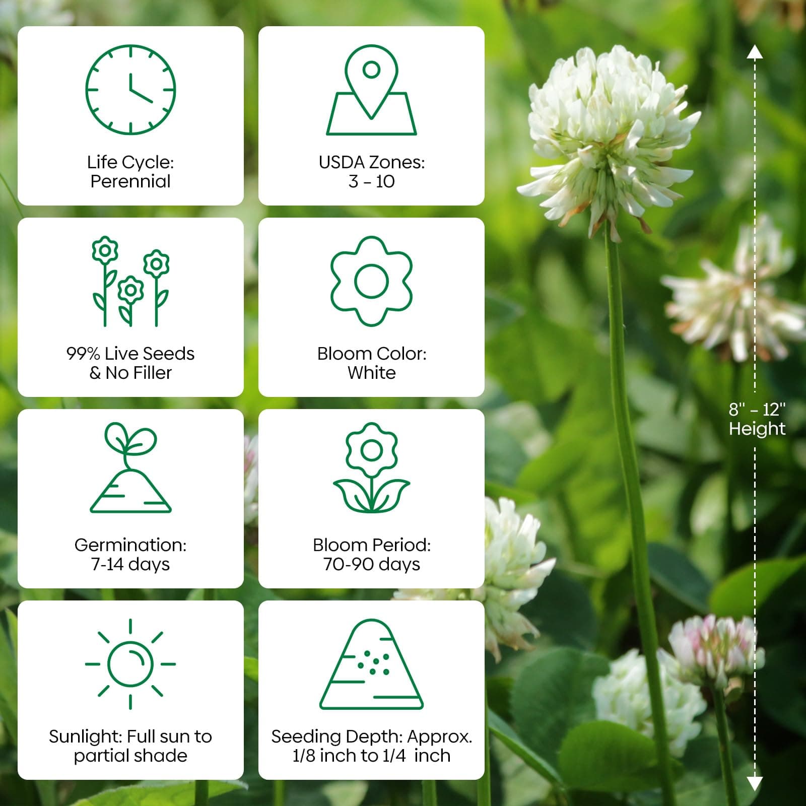 Groundio White Clover Seeds, 5 lbs, Perennial White Dutch Clover Seed for Lawn, - Thumbnail 5