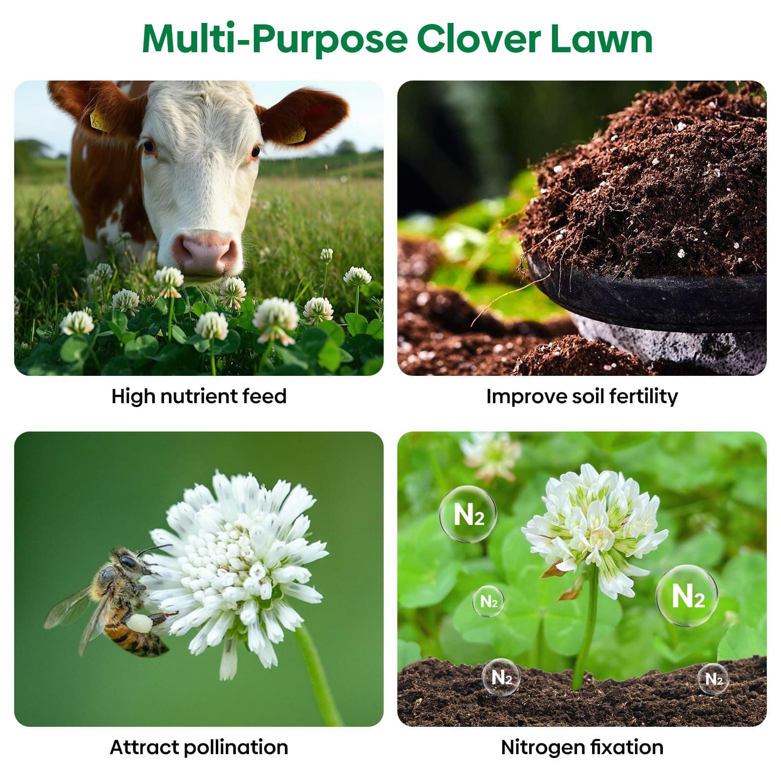 Groundio White Clover Seeds, 5 lbs, Perennial White Dutch Clover Seed for Lawn, - Thumbnail 7