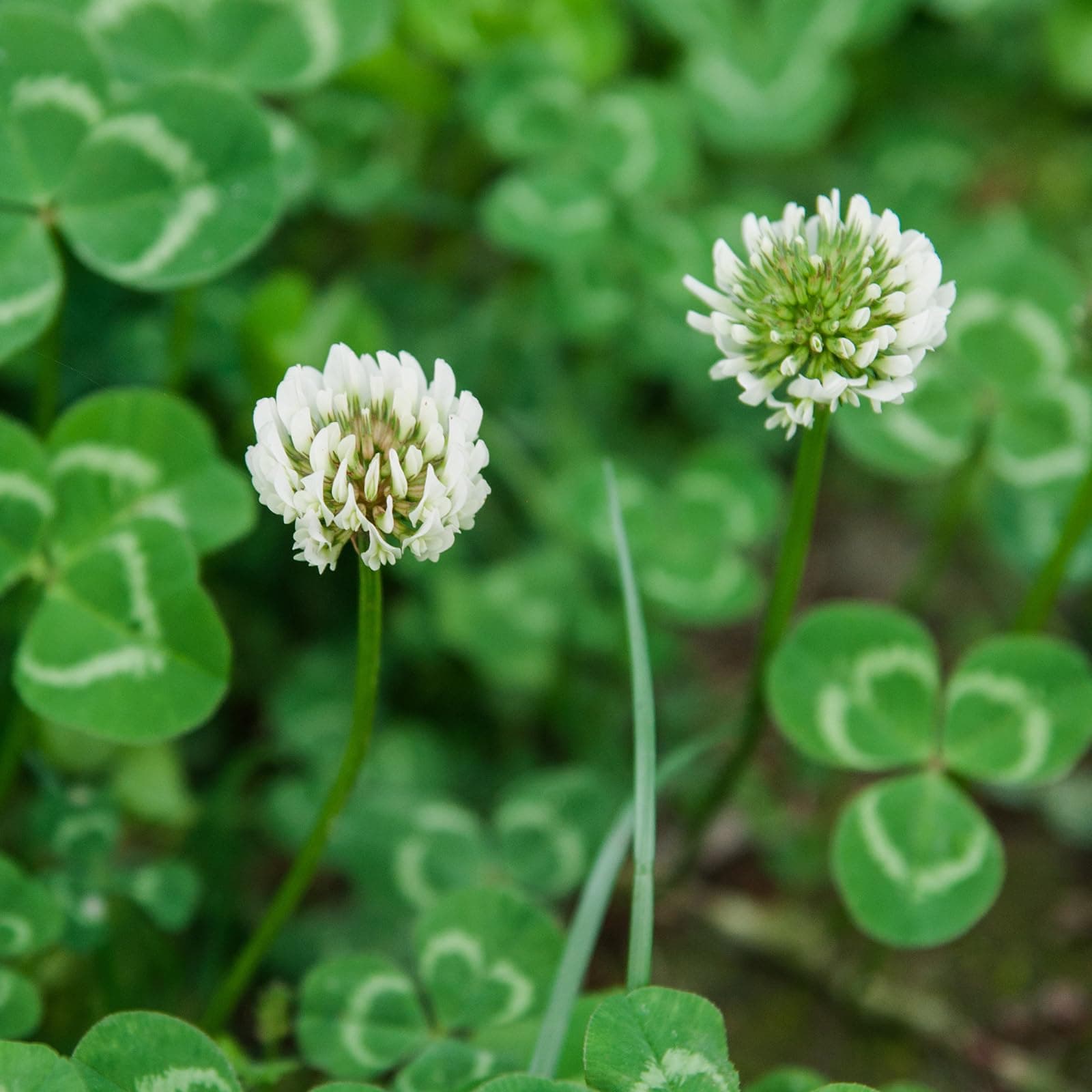 Groundio White Clover Seeds, 5 lbs, Perennial White Dutch Clover Seed for Lawn, - Thumbnail 8
