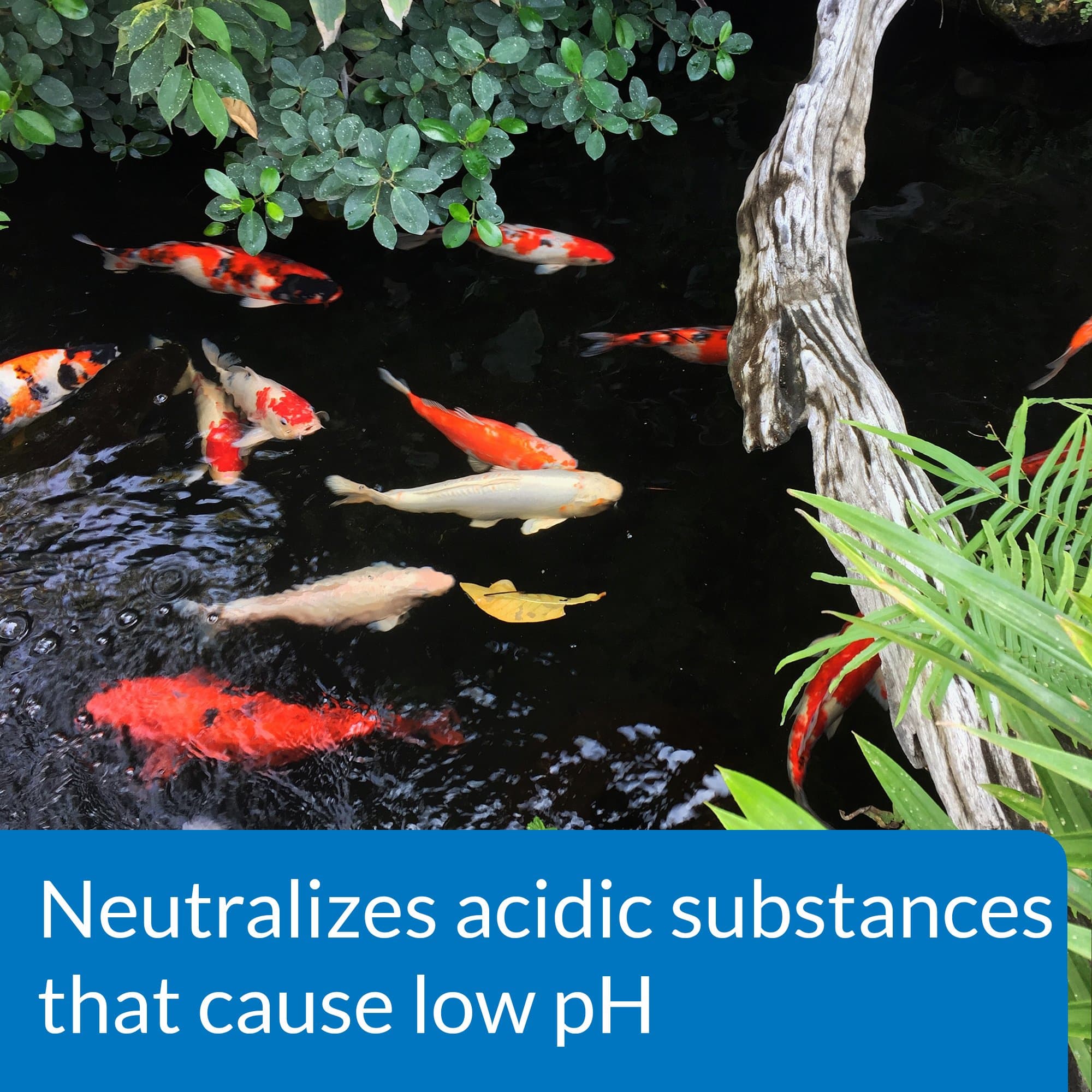 API POND pH UP Pond Water pH Raising Solution 16-Ounce Bottle - Thumbnail 3