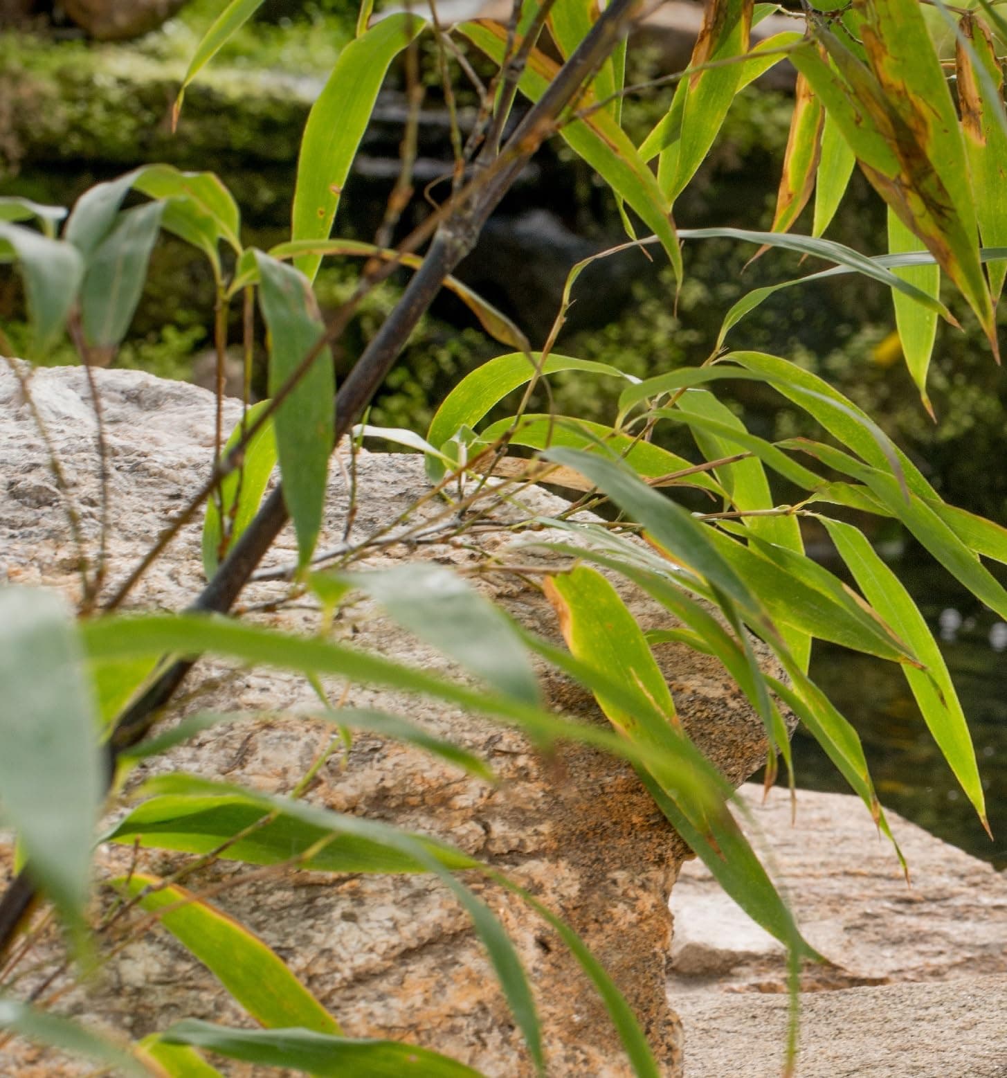 Village Candle Black Bamboo Large Glass Apothecary Jar, Scented Candle, 21.25 oz - Thumbnail 2