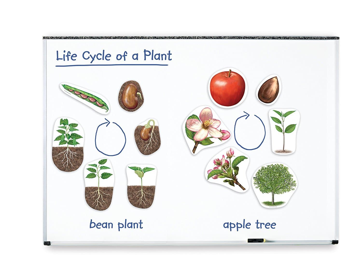 Learning Resources Giant Magnetic Plant Life Cycle - STEM Growing Seed, Montesso - Thumbnail 4