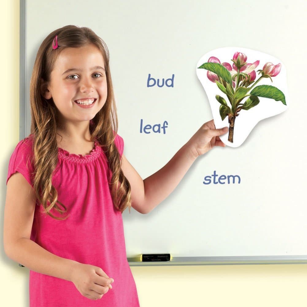Learning Resources Giant Magnetic Plant Life Cycle - STEM Growing Seed, Montesso - Thumbnail 3