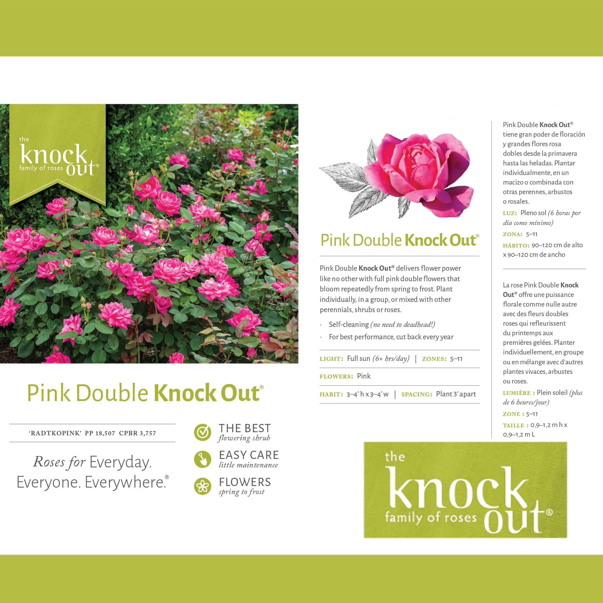 Knock Out 2 Gal. Double Pink Rose Shrub - Drought & Disease Resistant - Thumbnail 5