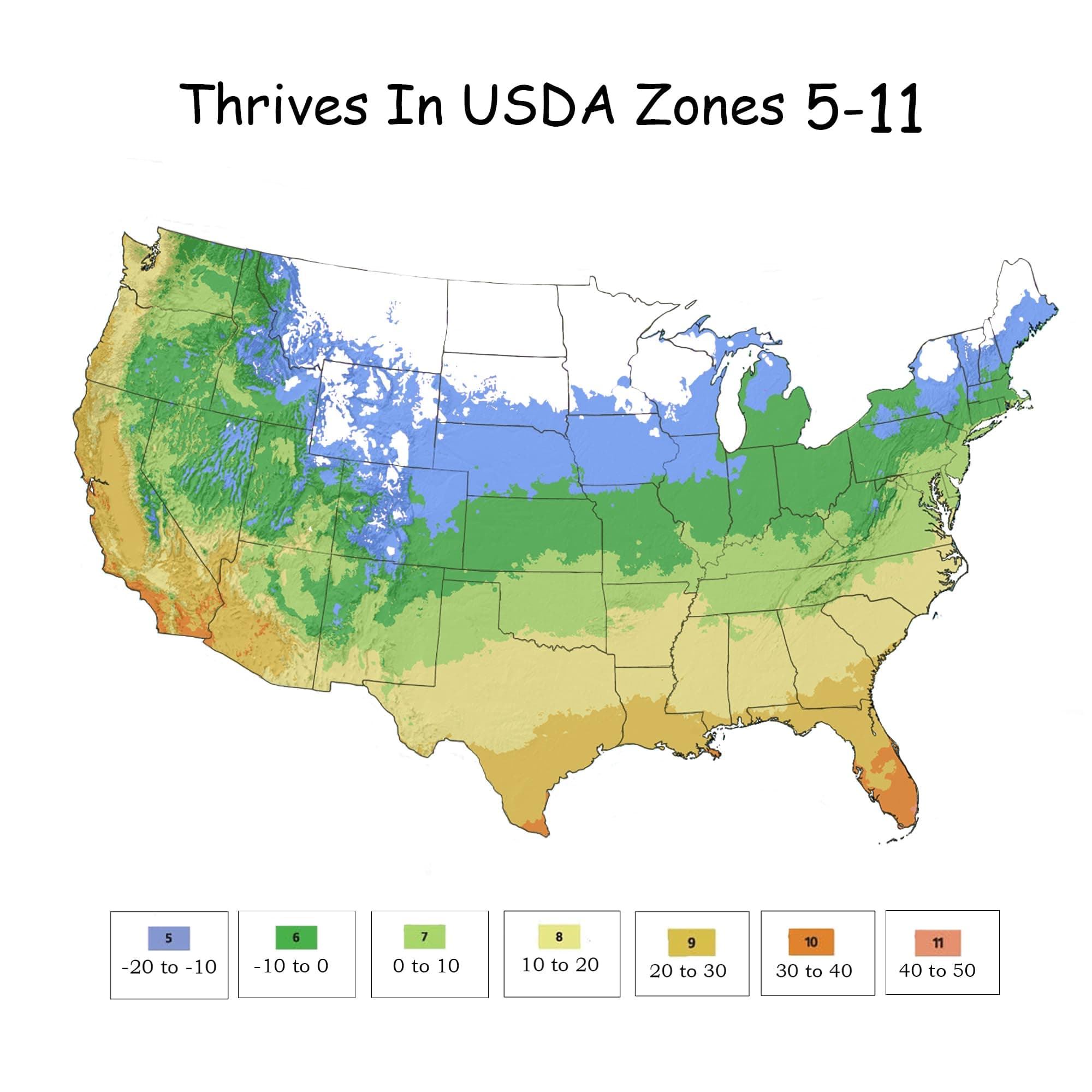 Knock Out 2 Gal. Double Pink Rose Shrub - Drought & Disease Resistant - Thumbnail 6