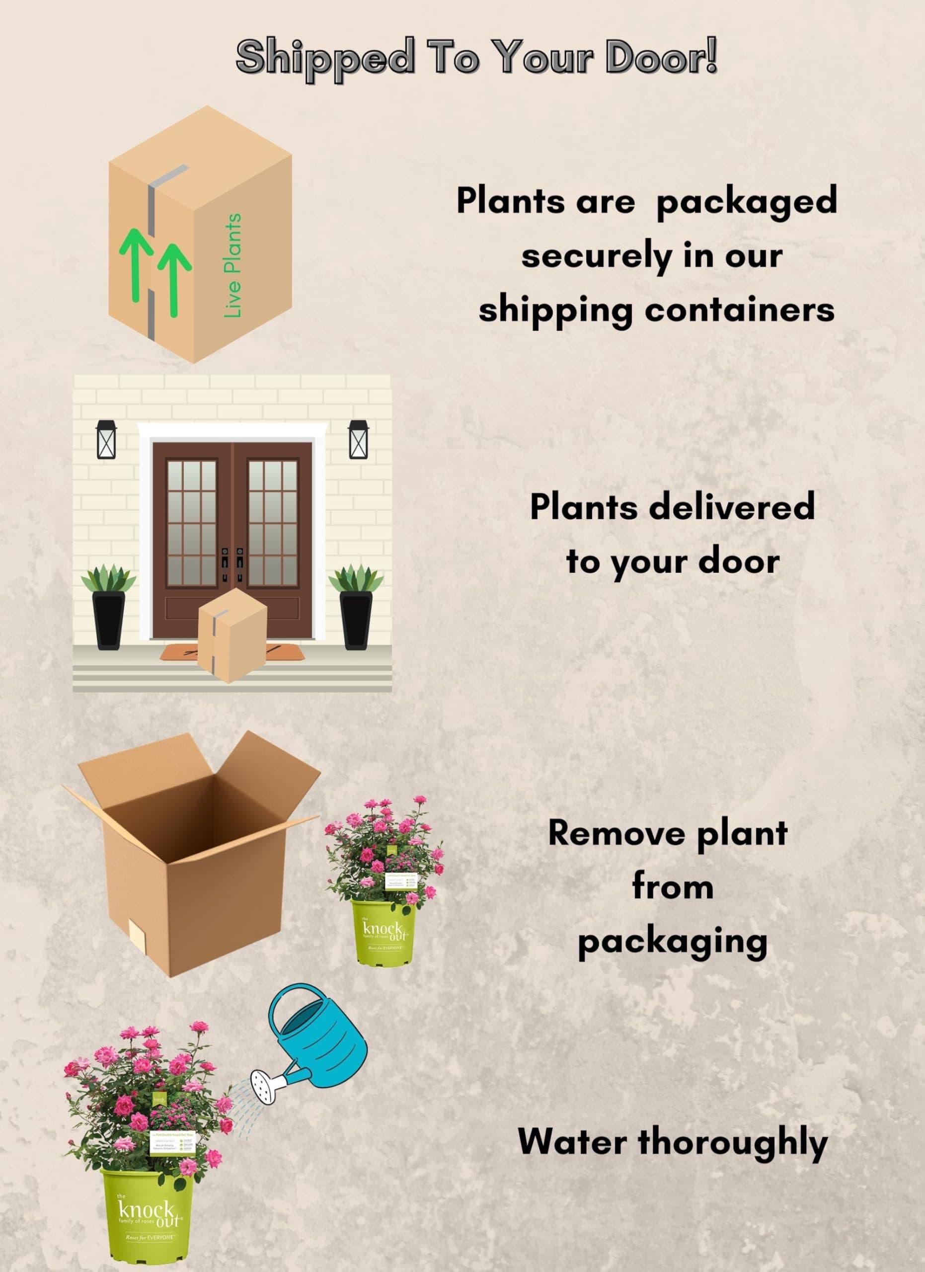 Knock Out 2 Gal. Double Pink Rose Shrub - Drought & Disease Resistant - Thumbnail 7