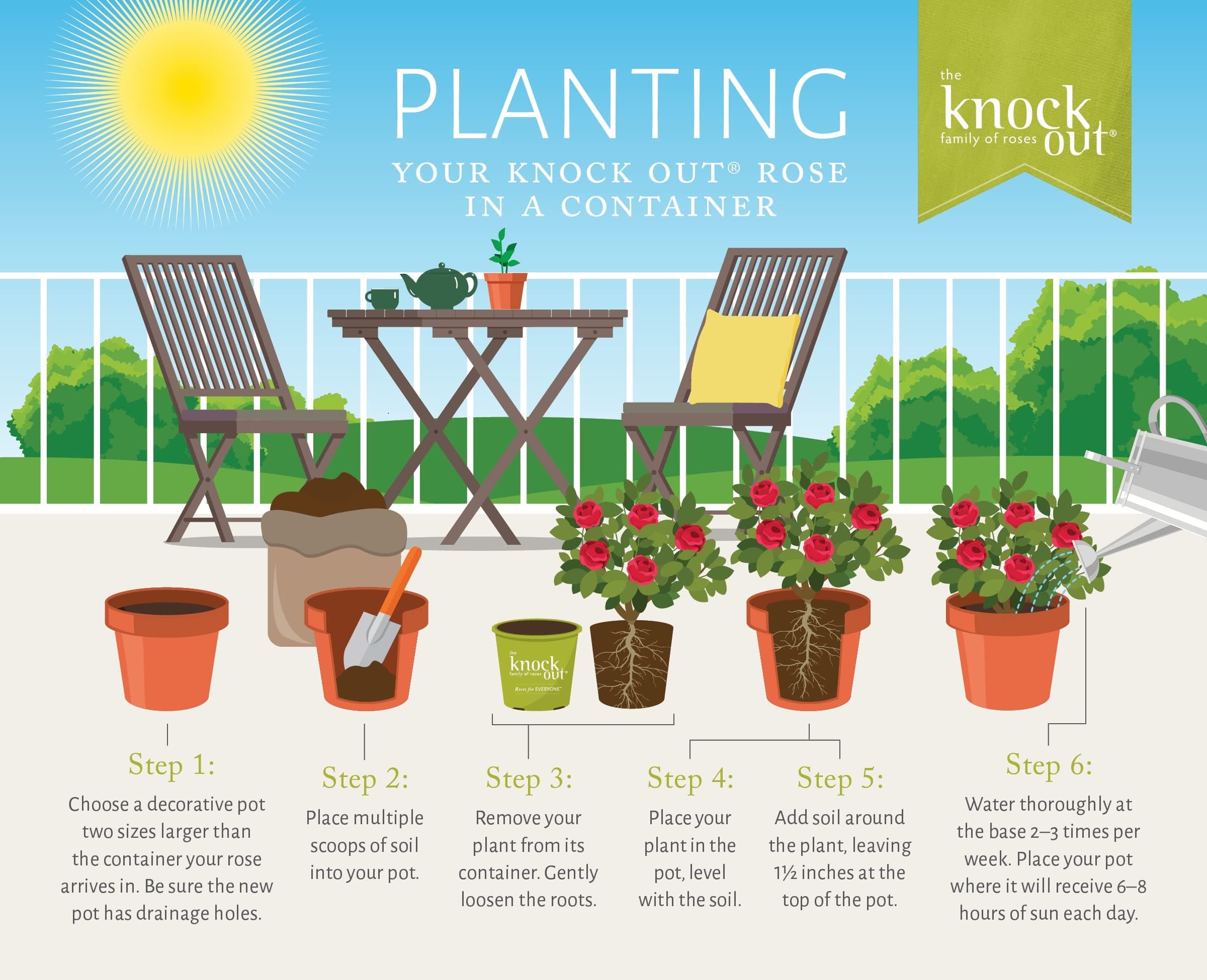 Knock Out 2 Gal. Double Pink Rose Shrub - Drought & Disease Resistant - Thumbnail 9