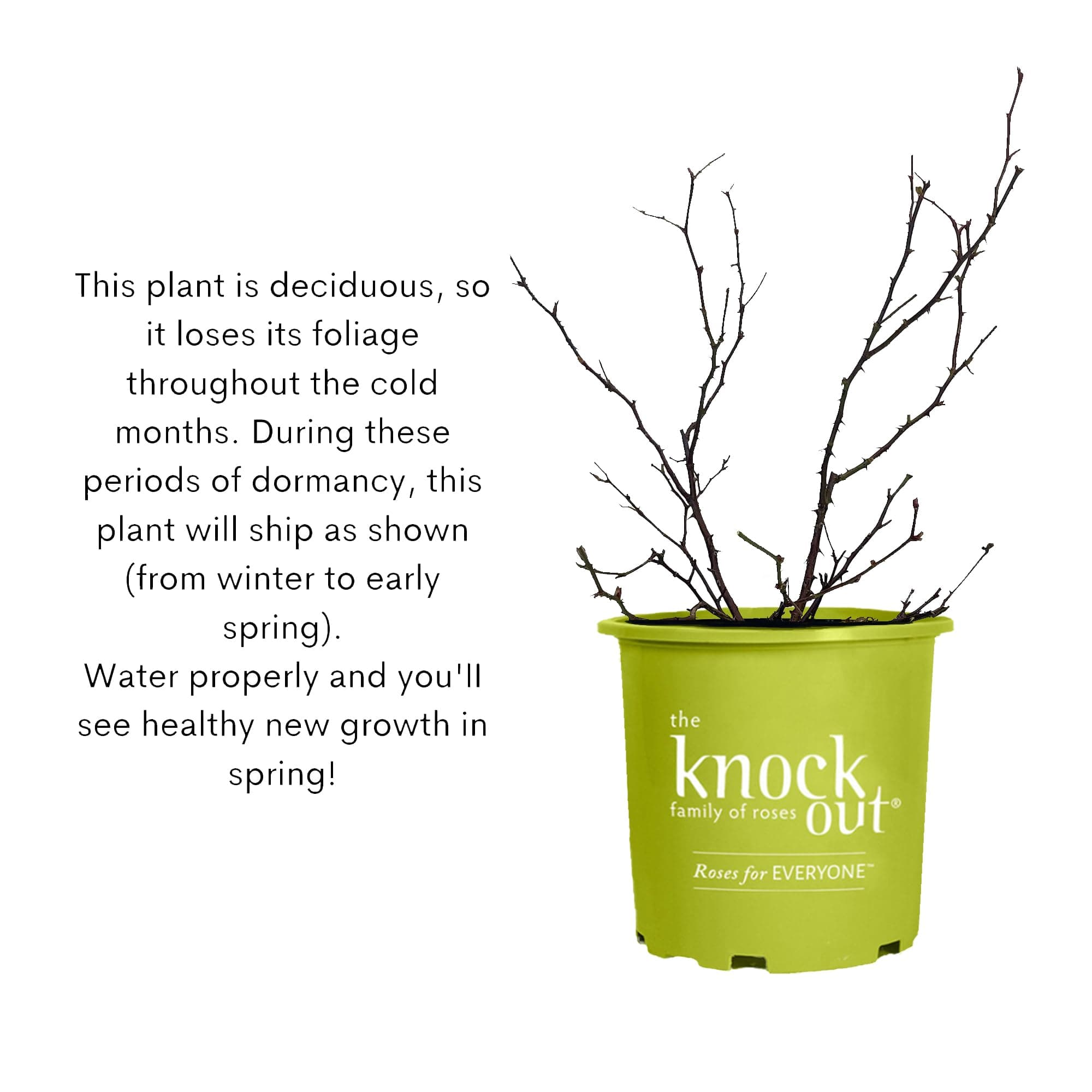 Knock Out 2 Gal. Double Pink Rose Shrub - Drought & Disease Resistant - Thumbnail 10