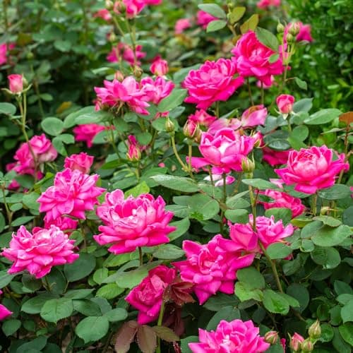 Knock Out 2 Gal. Double Pink Rose Shrub - Drought & Disease Resistant - Thumbnail 3
