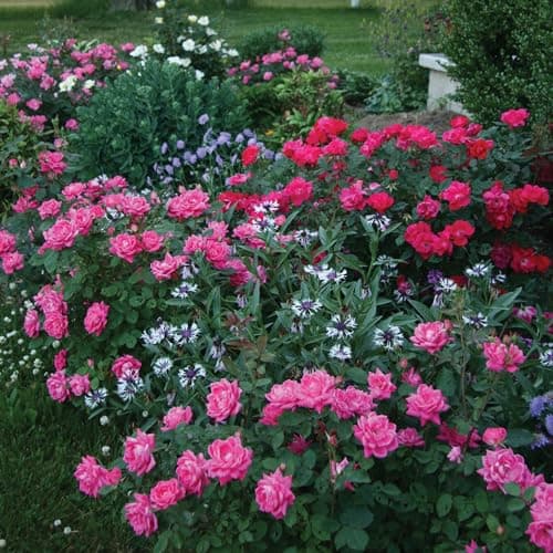 Knock Out 2 Gal. Double Pink Rose Shrub - Drought & Disease Resistant - Thumbnail 4