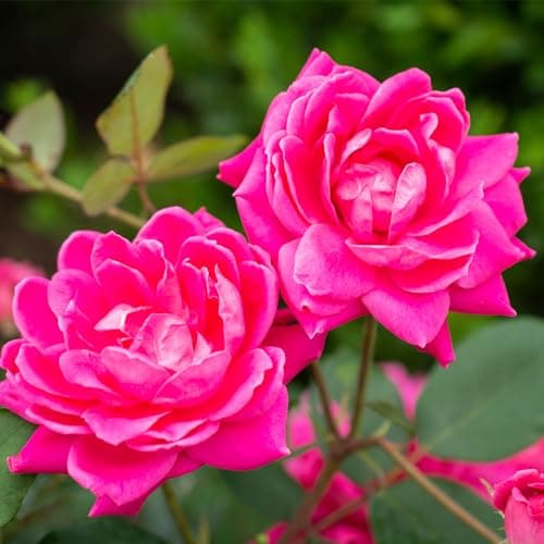 Knock Out 2 Gal. Double Pink Rose Shrub - Drought & Disease Resistant - Thumbnail 2