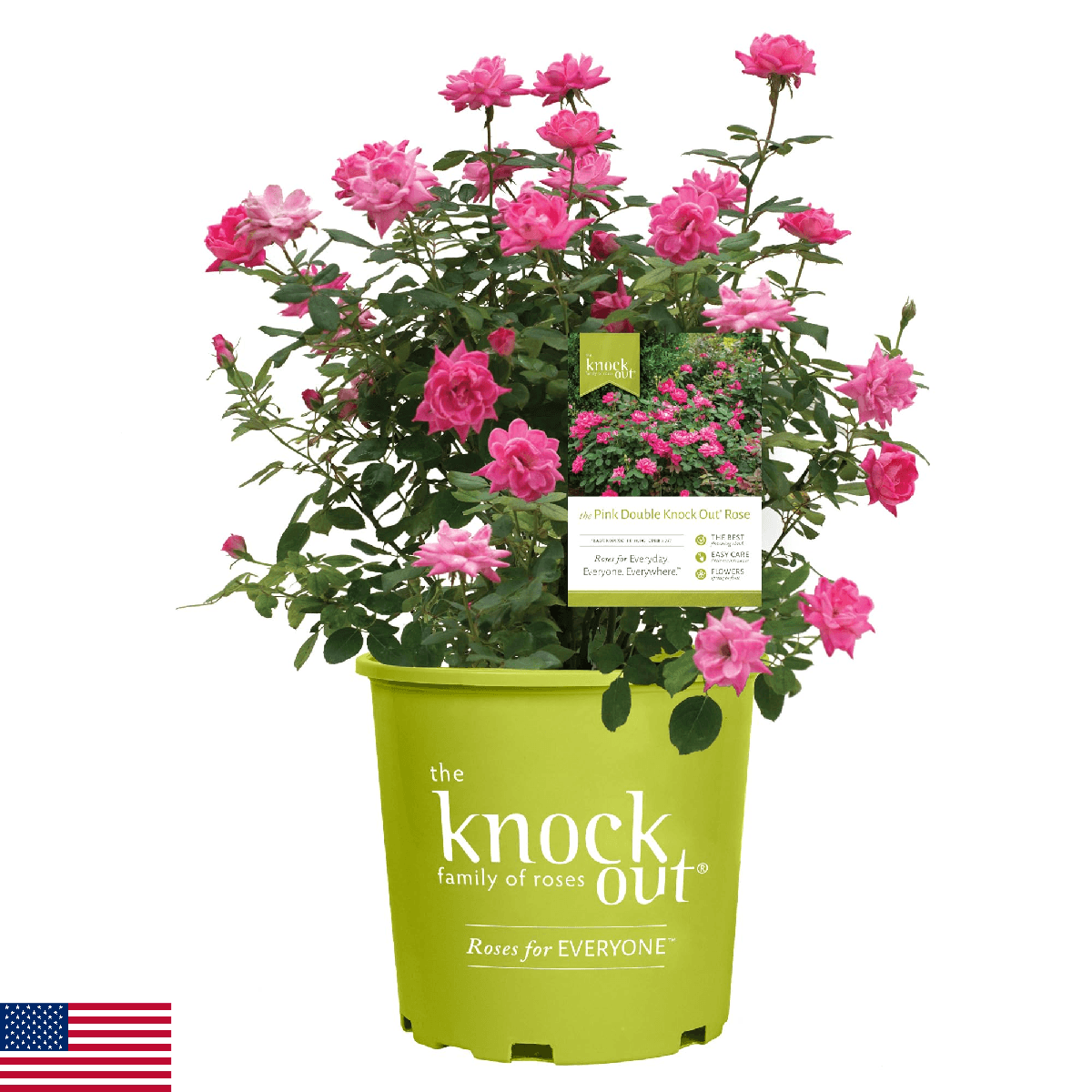 Knock Out 2 Gal. Double Pink Rose Shrub - Drought & Disease Resistant - Image 1