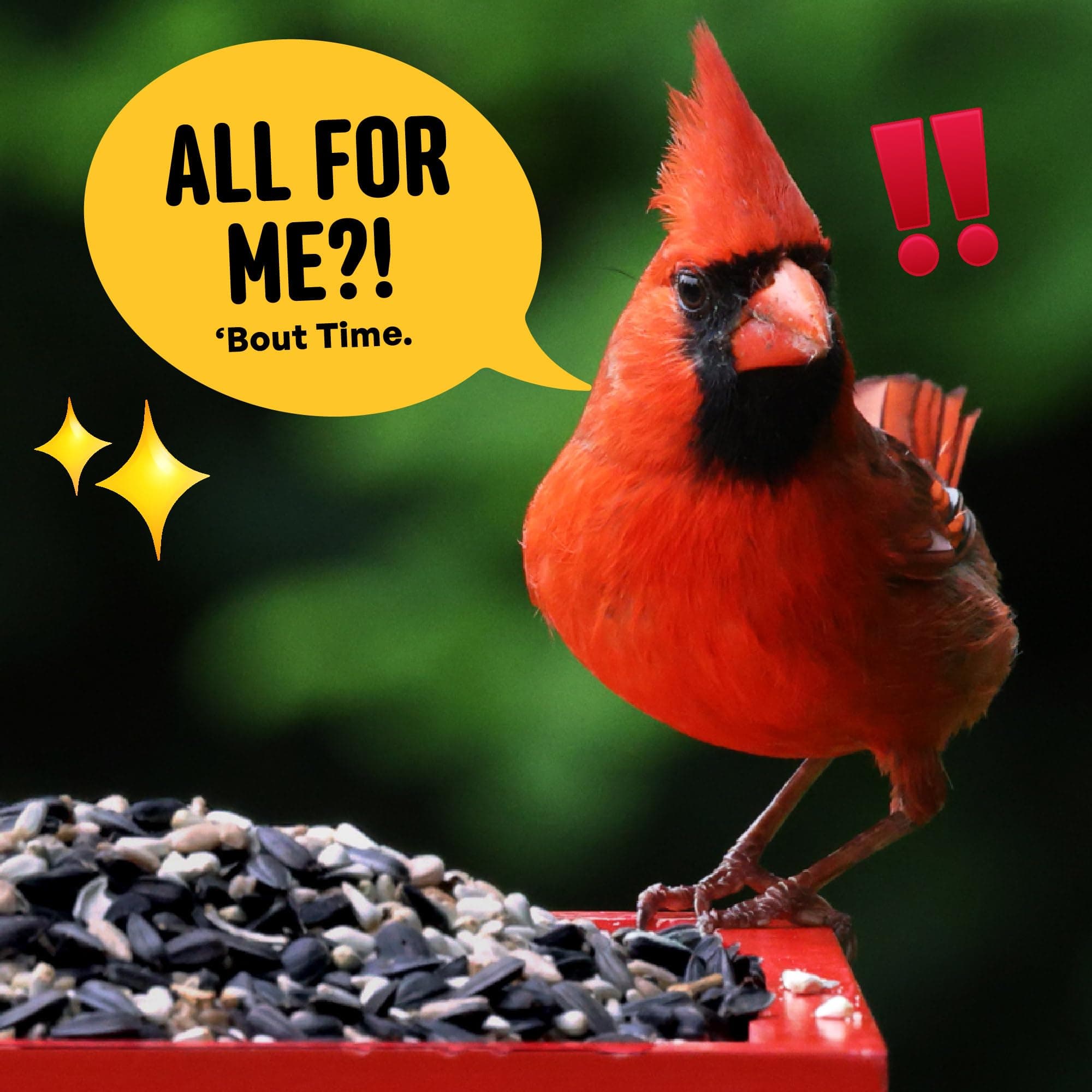 Cool Birds Cardinal & Crew Wild Bird Seed – 10 lb. Black Oil Sunflower, Sunflowe - Thumbnail 6