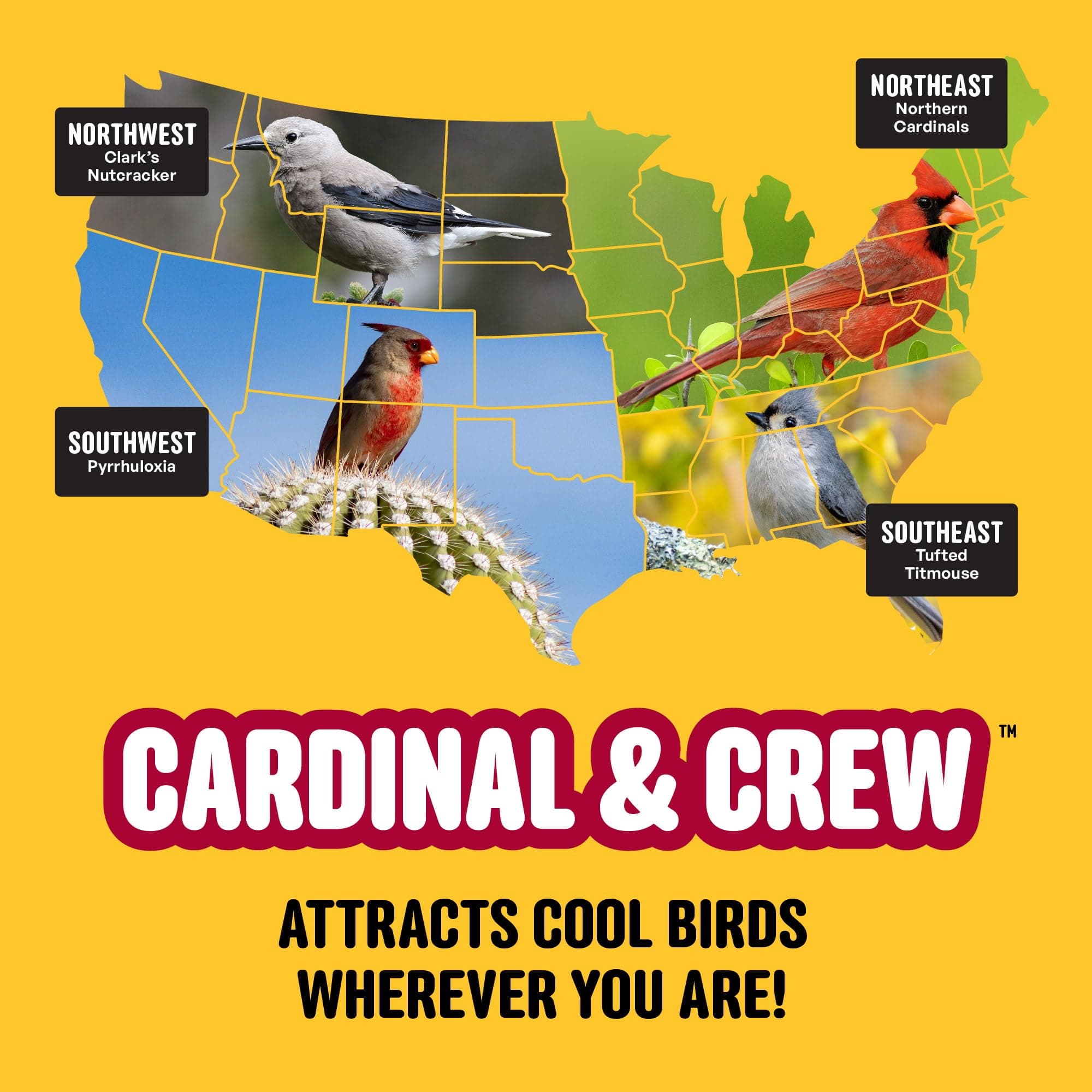 Cool Birds Cardinal & Crew Wild Bird Seed – 10 lb. Black Oil Sunflower, Sunflowe - Thumbnail 10