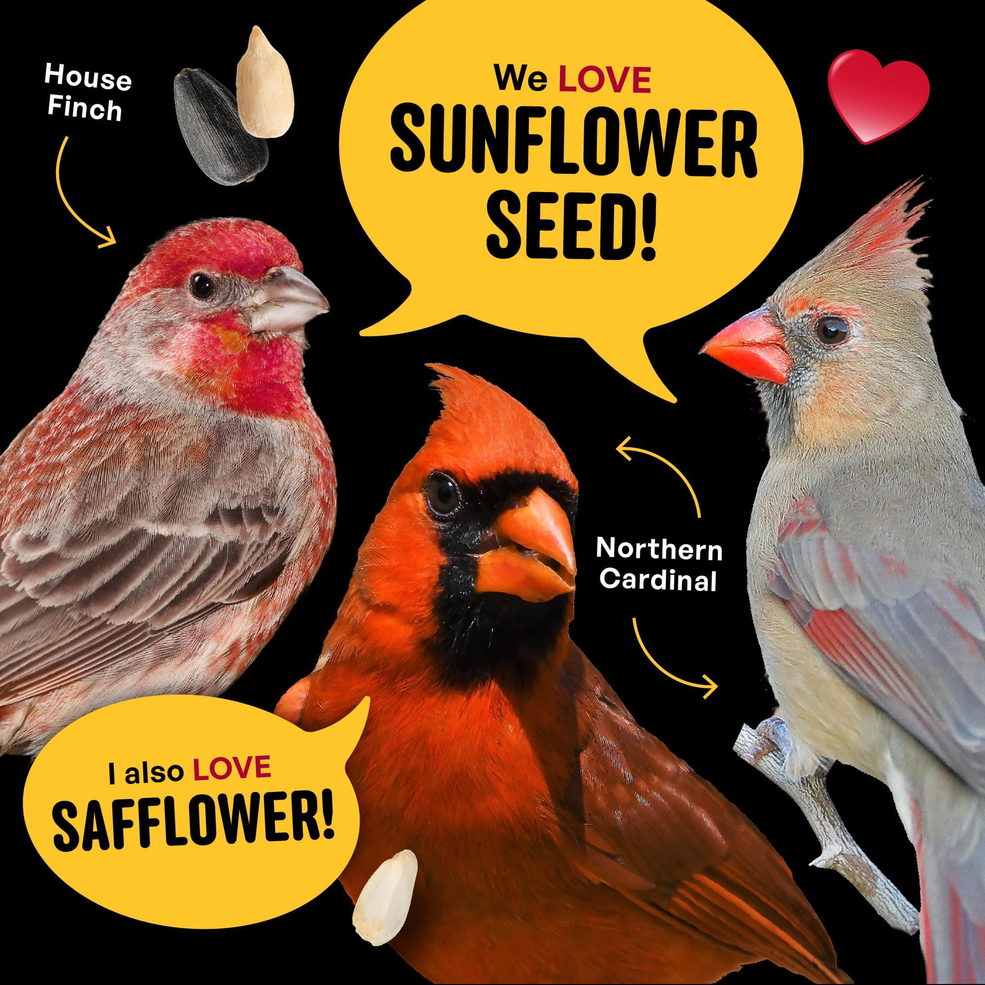 Cool Birds Cardinal & Crew Wild Bird Seed – 10 lb. Black Oil Sunflower, Sunflowe - Thumbnail 7