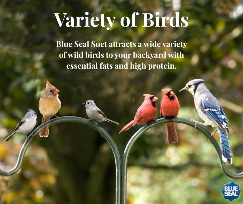 Blue Seal Nut Feast Suet Cakes for Wild Birds | No Mess Suet Feed with Variety o - Thumbnail 3