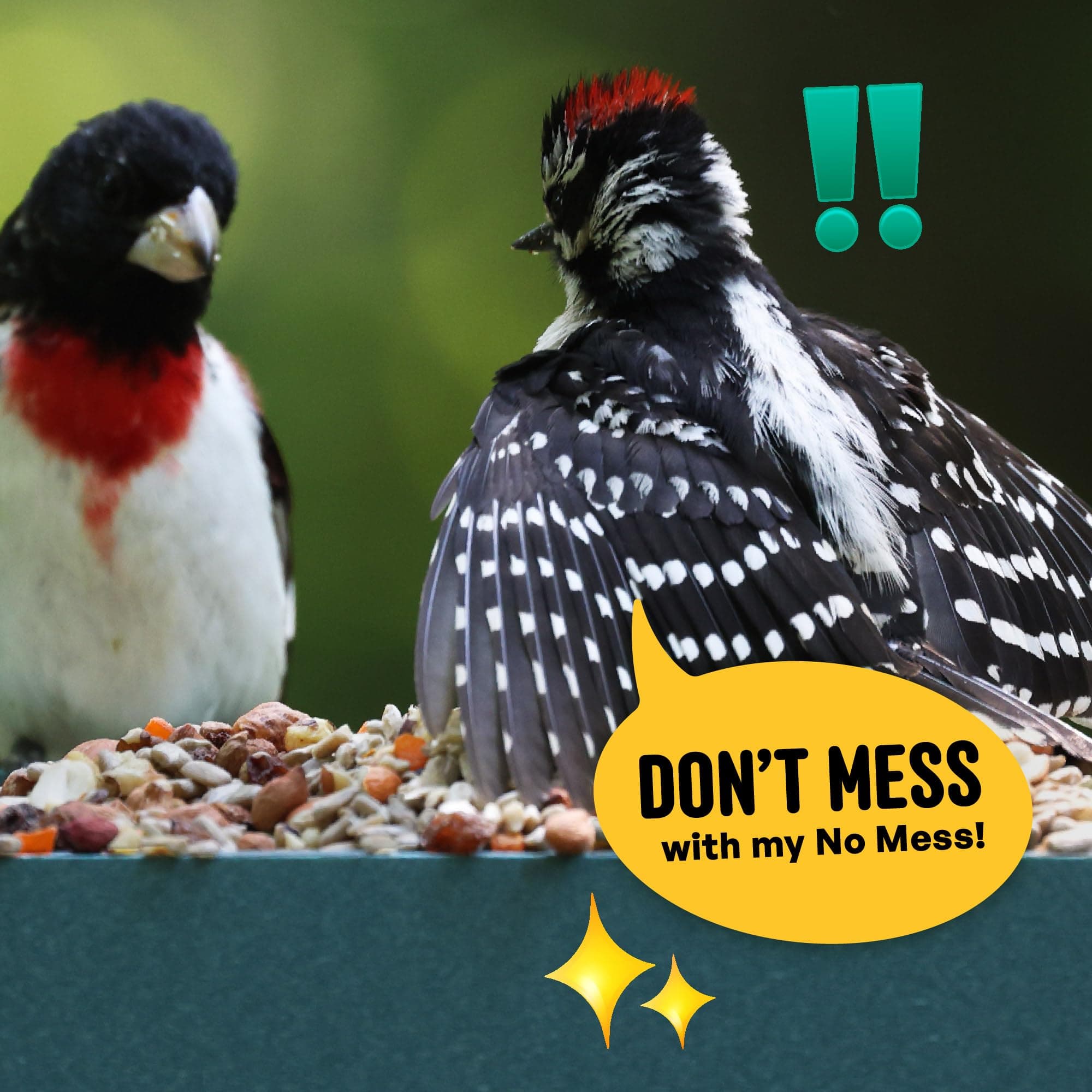 Cool Birds No Mess with Fruit Wild Bird Seed – 10 lb. 100% Edible Shell-Free Ble - Thumbnail 6