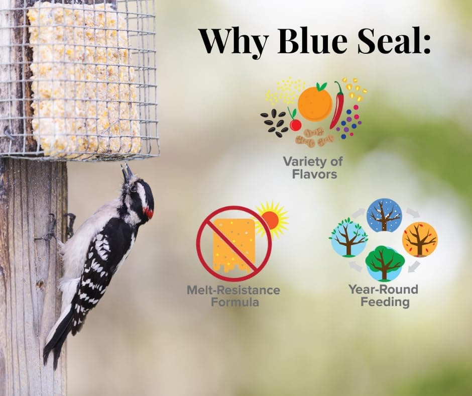 Blue Seal Nut Feast Suet Cakes for Wild Birds | No Mess Suet Feed with Variety o - Thumbnail 4