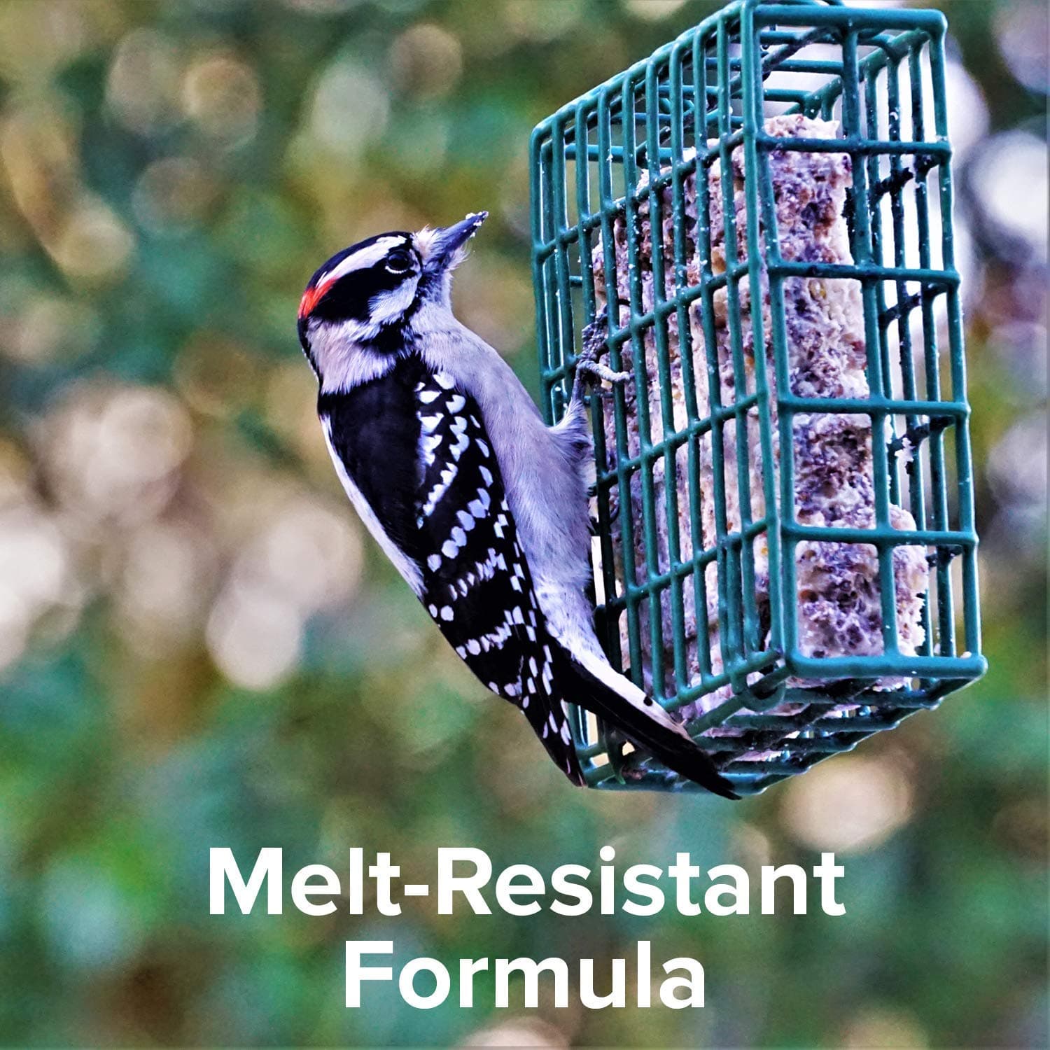 Blue Seal Nut Feast Suet Cakes for Wild Birds | No Mess Suet Feed with Variety o - Thumbnail 2