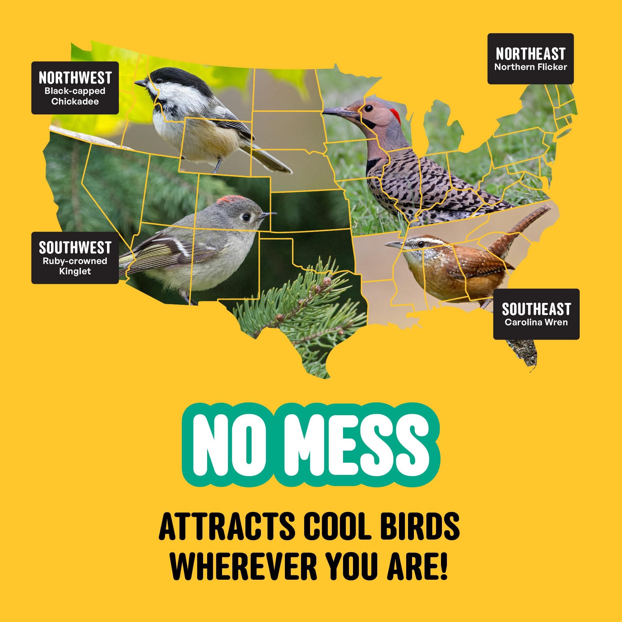 Cool Birds No Mess with Fruit Wild Bird Seed – 10 lb. 100% Edible Shell-Free Ble - Thumbnail 10