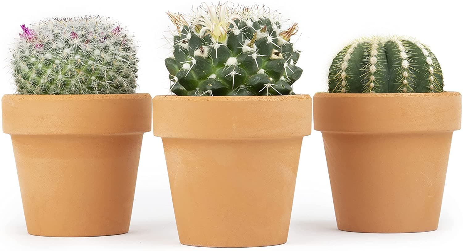 Cactus Plants Live in Clay Pots for Plants (3 PK), Live Cactus in Cactus Soil Po - Thumbnail 3