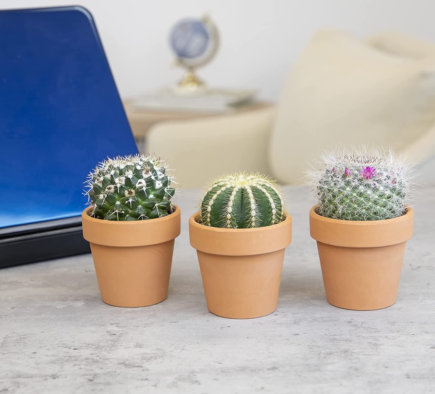 Cactus Plants Live in Clay Pots for Plants (3 PK), Live Cactus in Cactus Soil Po - Thumbnail 4