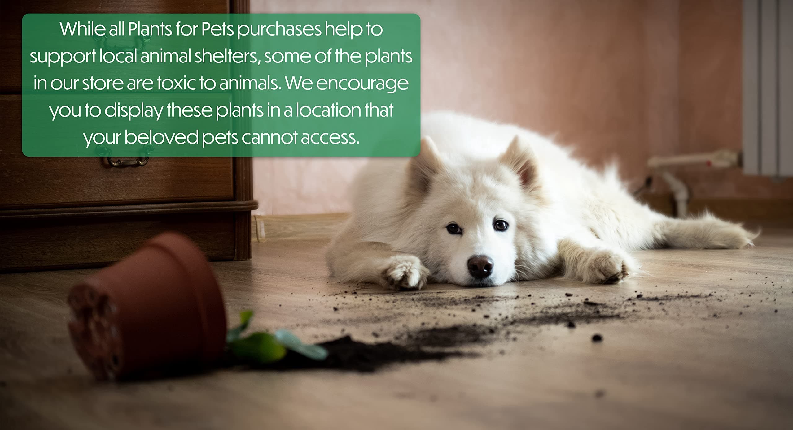 Cactus Plants Live in Clay Pots for Plants (3 PK), Live Cactus in Cactus Soil Po - Thumbnail 6