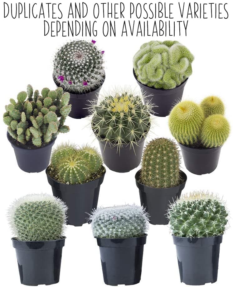Cactus Plants Live in Clay Pots for Plants (3 PK), Live Cactus in Cactus Soil Po - Thumbnail 5