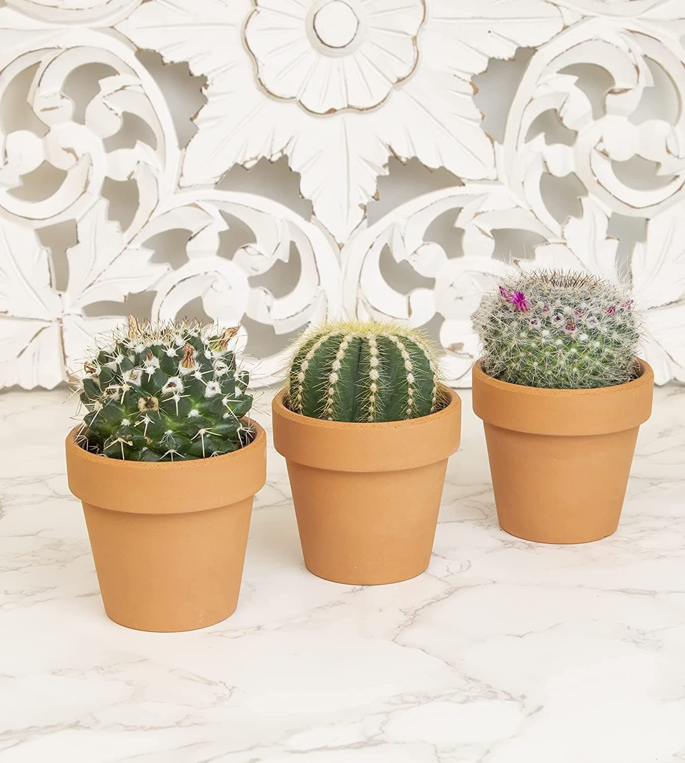 Cactus Plants Live in Clay Pots for Plants (3 PK), Live Cactus in Cactus Soil Po - Thumbnail 2