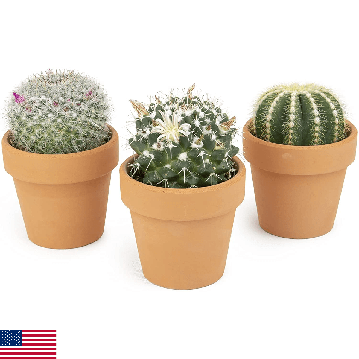 Cactus Plants Live in Clay Pots for Plants (3 PK), Live Cactus in Cactus Soil Po - Image 1