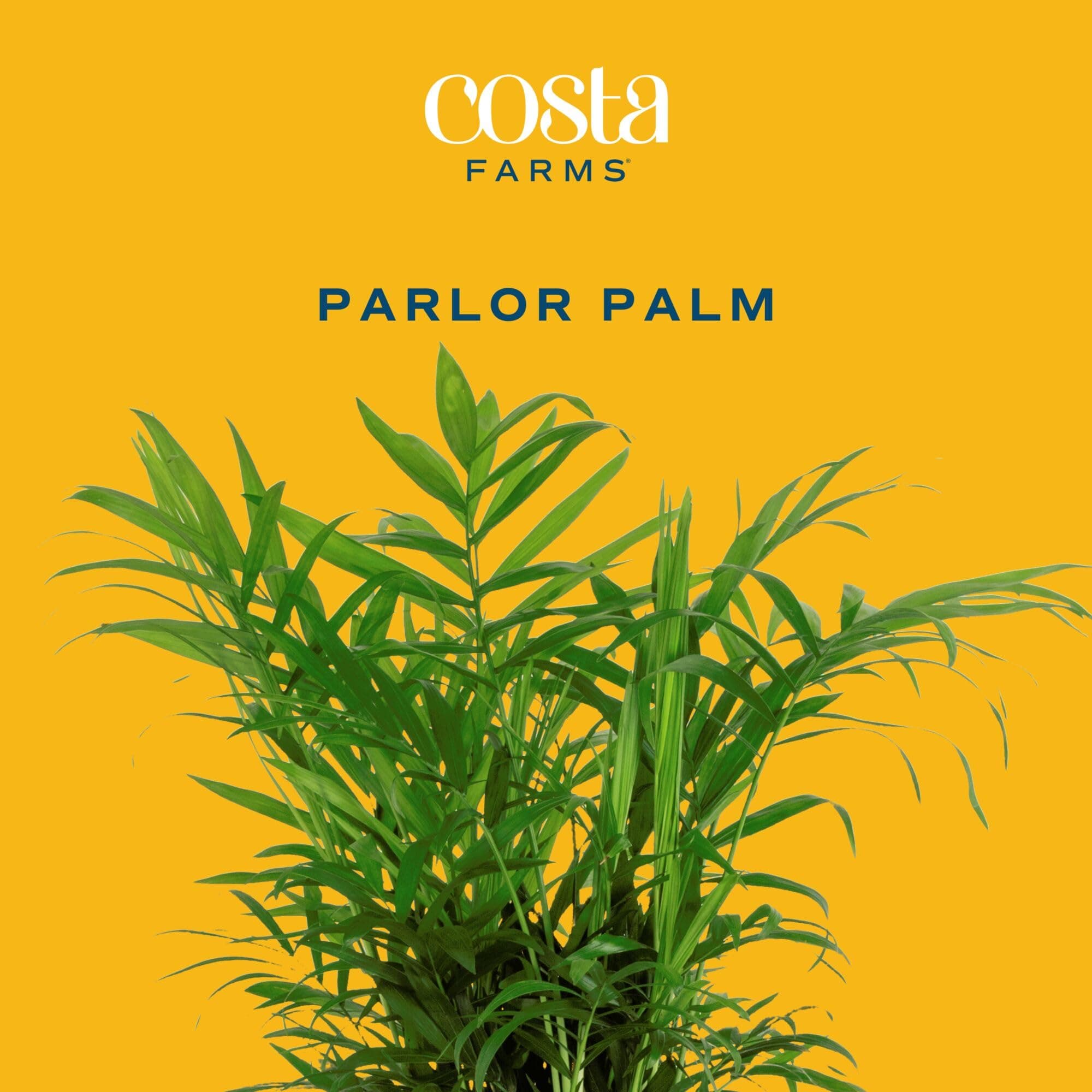 Costa Farms Parlor Palm Live Plant in Decorative Pot, Air Purifying Indoor House - Thumbnail 3