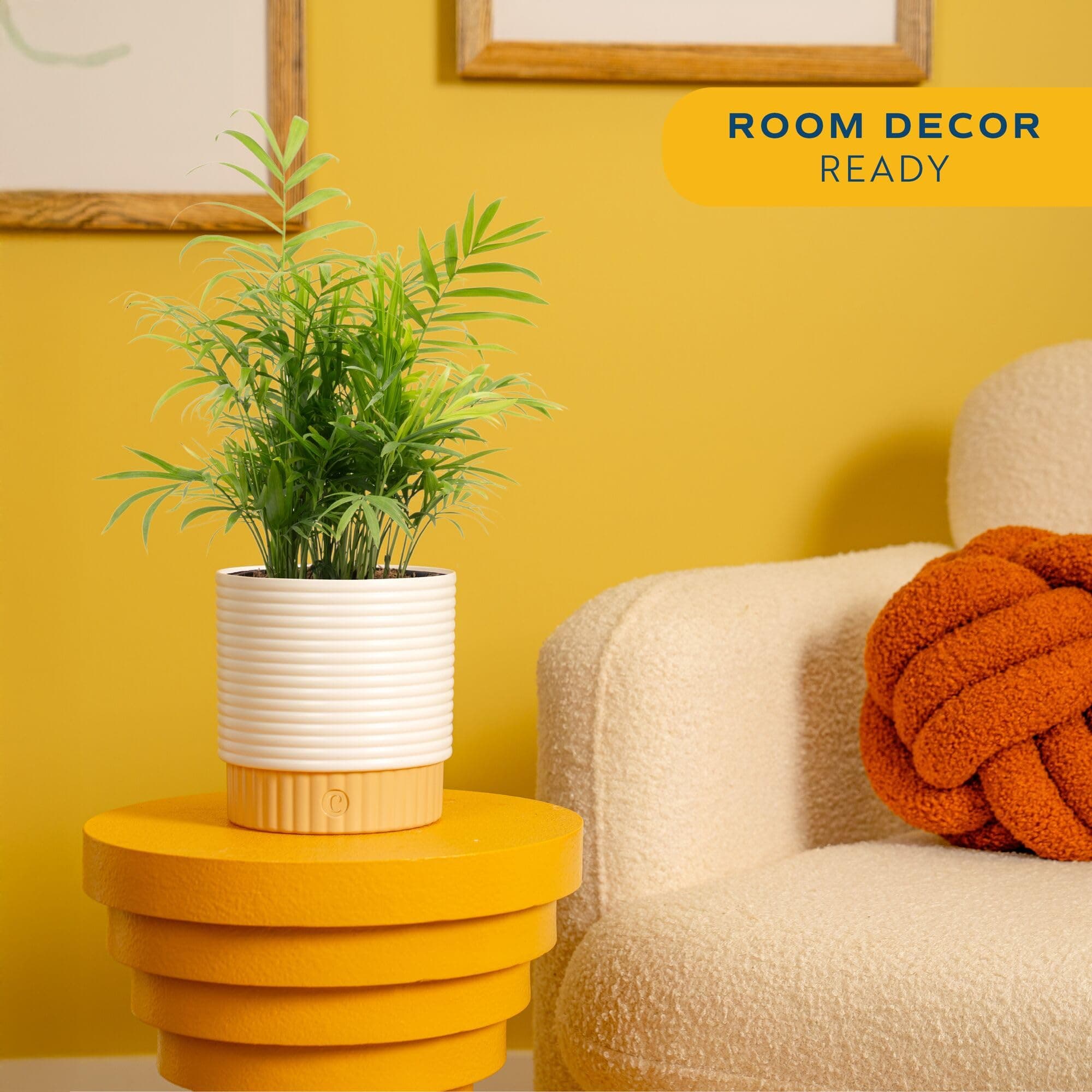 Costa Farms Parlor Palm Live Plant in Decorative Pot, Air Purifying Indoor House - Thumbnail 2