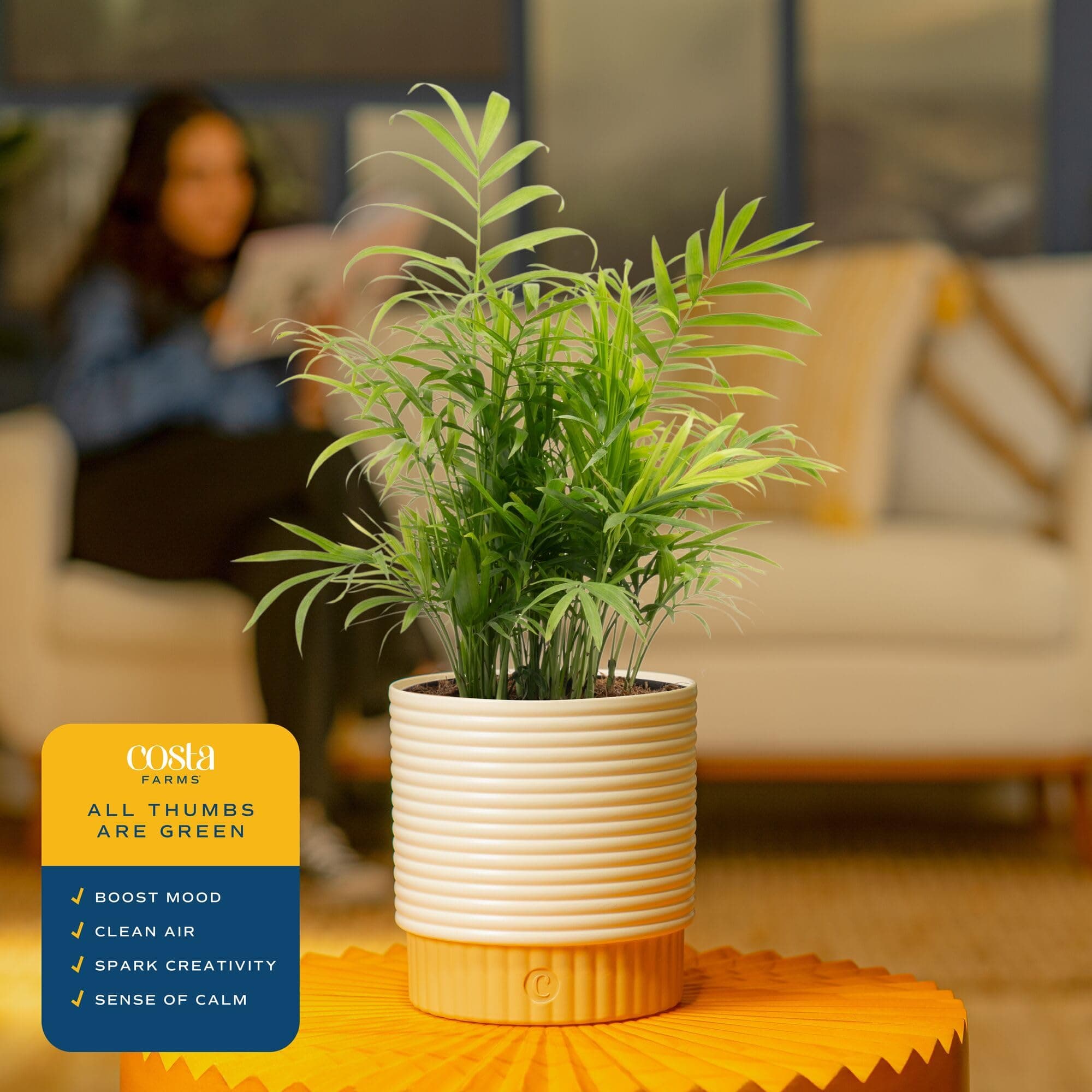 Costa Farms Parlor Palm Live Plant in Decorative Pot, Air Purifying Indoor House - Thumbnail 5
