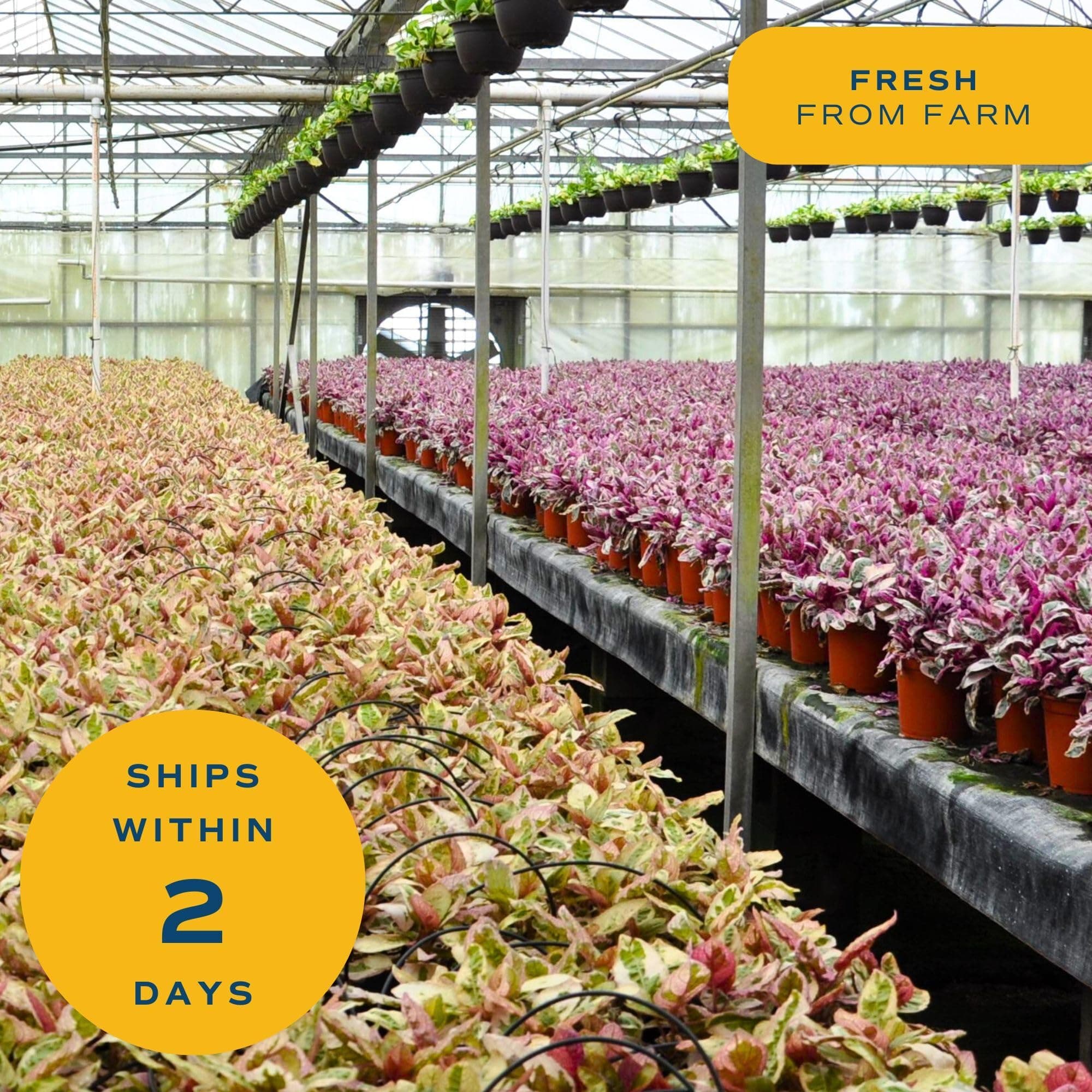 Costa Farms Parlor Palm Live Plant in Decorative Pot, Air Purifying Indoor House - Thumbnail 8