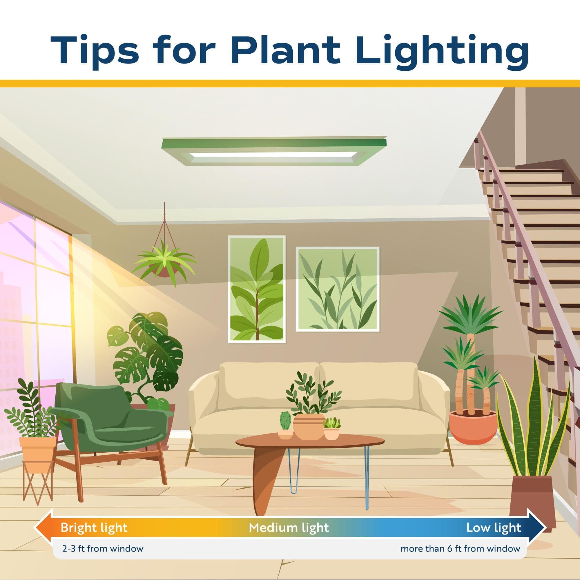Costa Farms Parlor Palm Live Plant in Decorative Pot, Air Purifying Indoor House - Thumbnail 9