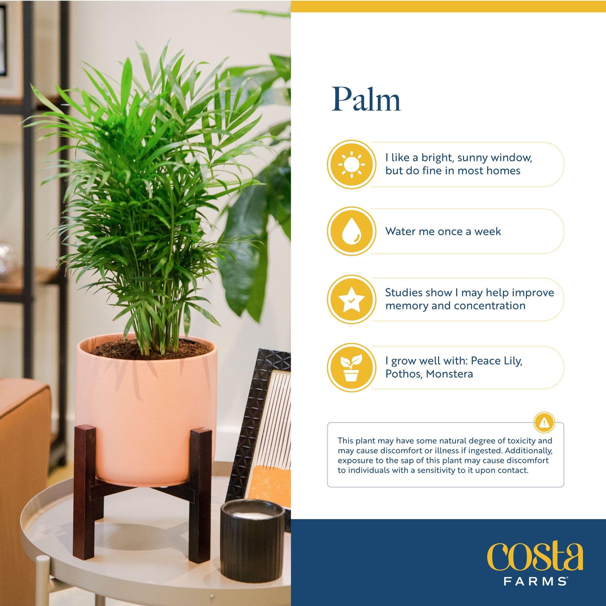 Costa Farms Parlor Palm Live Plant in Decorative Pot, Air Purifying Indoor House - Thumbnail 6