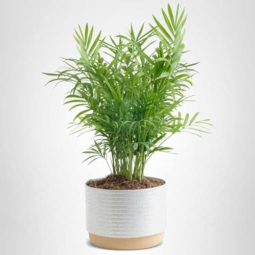 Costa Farms Parlor Palm Live Plant in Decorative Pot, Air Purifying Indoor House - Thumbnail 10