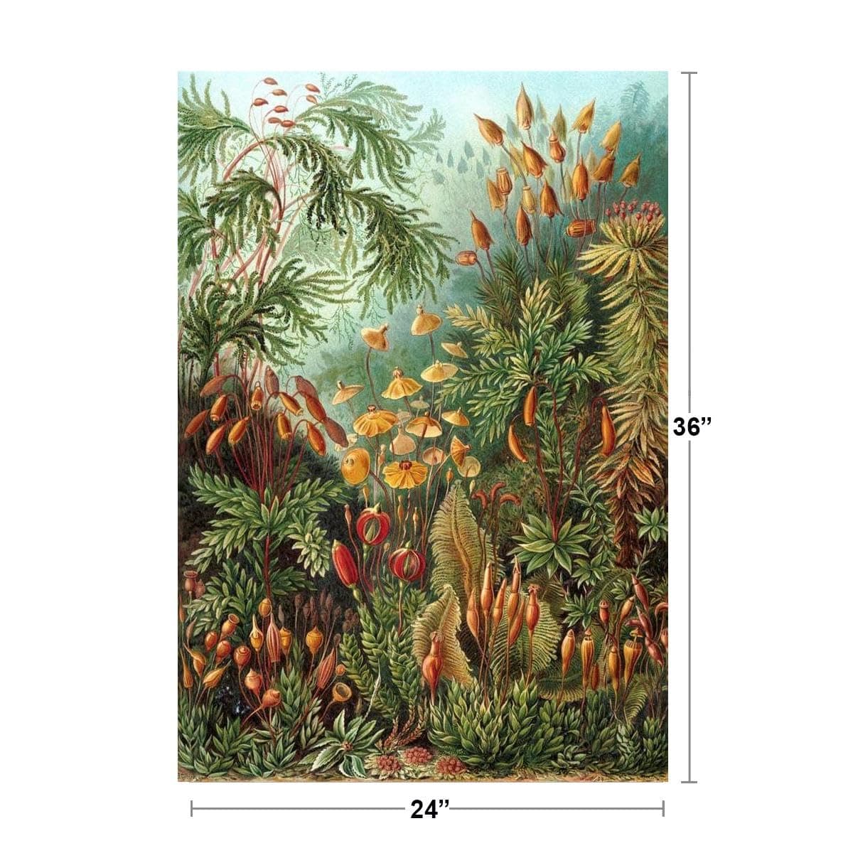 Ernst Haeckel Muscinae Moss Art Forms In Nature Plant Room Decor Aesthetic Plant - Thumbnail 4