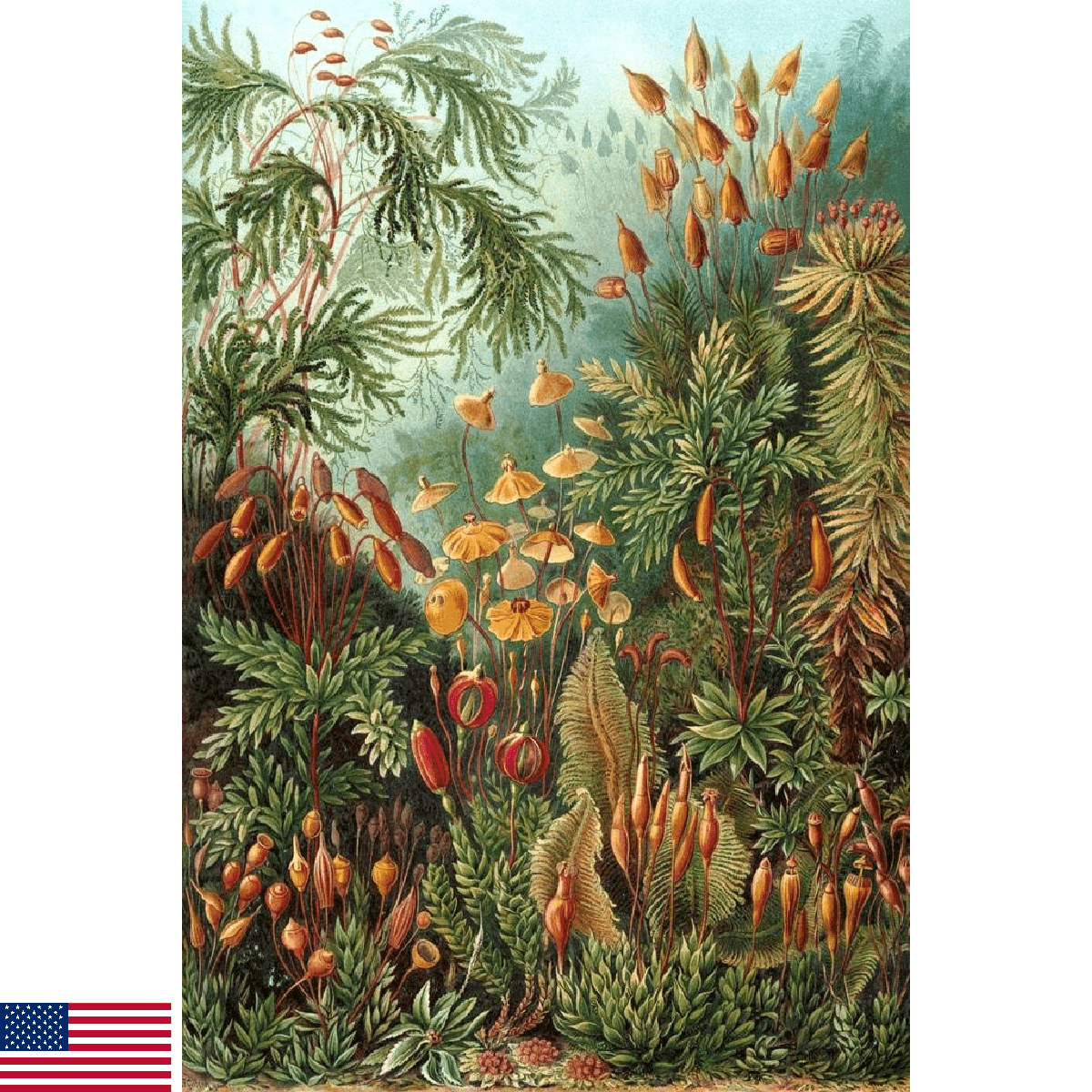 Ernst Haeckel Muscinae Moss Art Forms In Nature Plant Room Decor Aesthetic Plant - Image 1