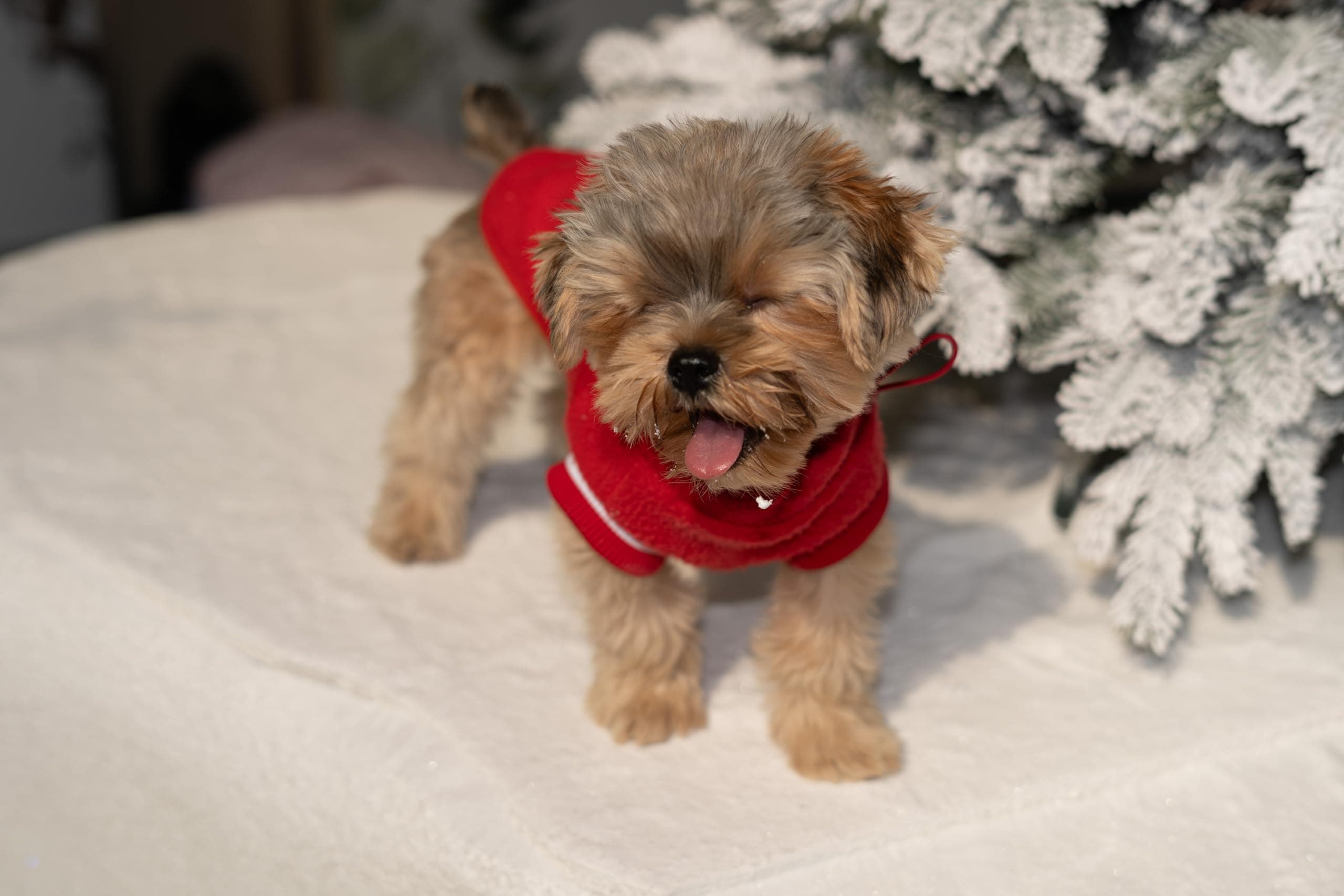 Small Dog Sweater, Fleece Sweater with D-Ring, Perfect for Chihuahua & Yorkie, W - Thumbnail 7