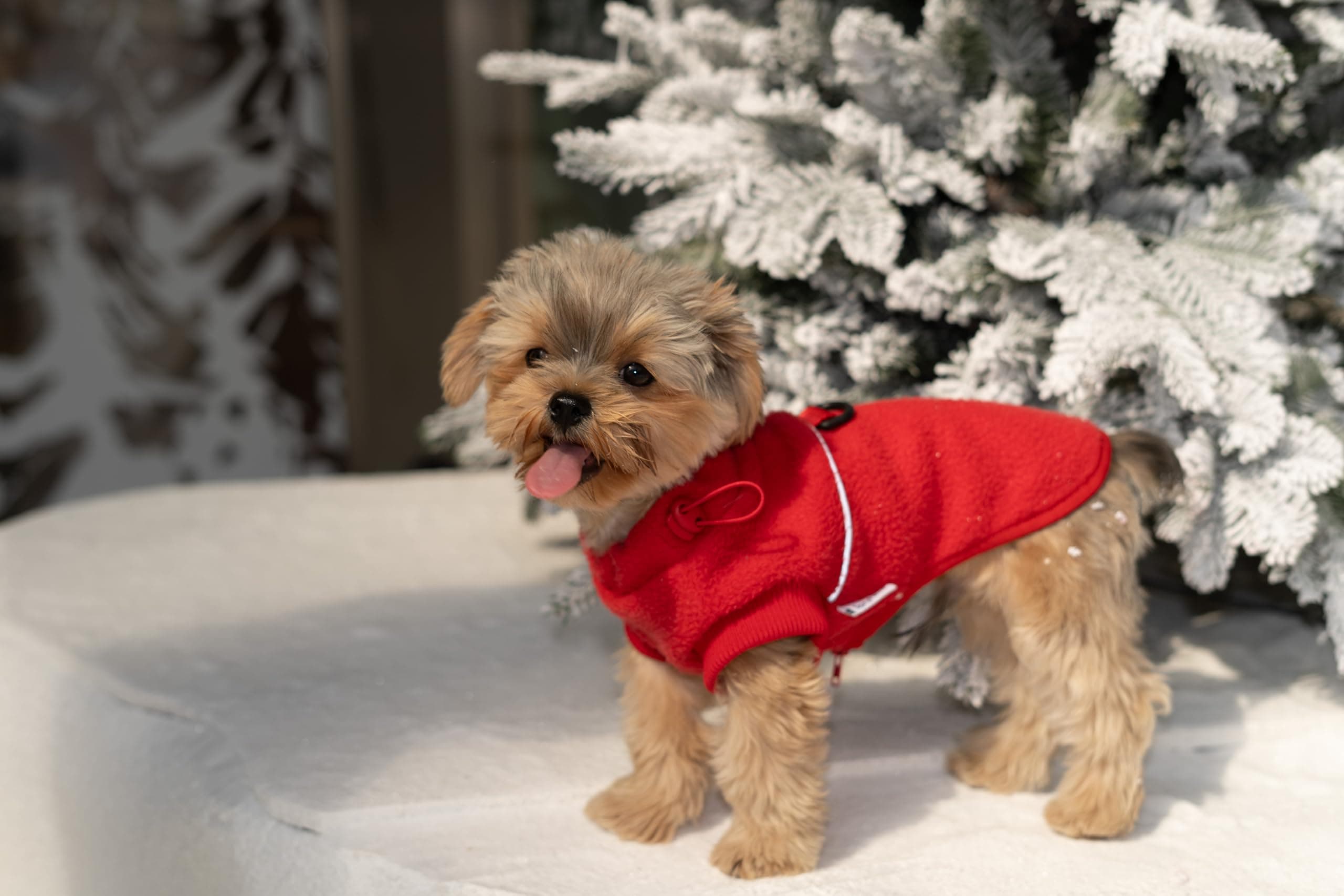 Small Dog Sweater, Fleece Sweater with D-Ring, Perfect for Chihuahua & Yorkie, W - Thumbnail 5