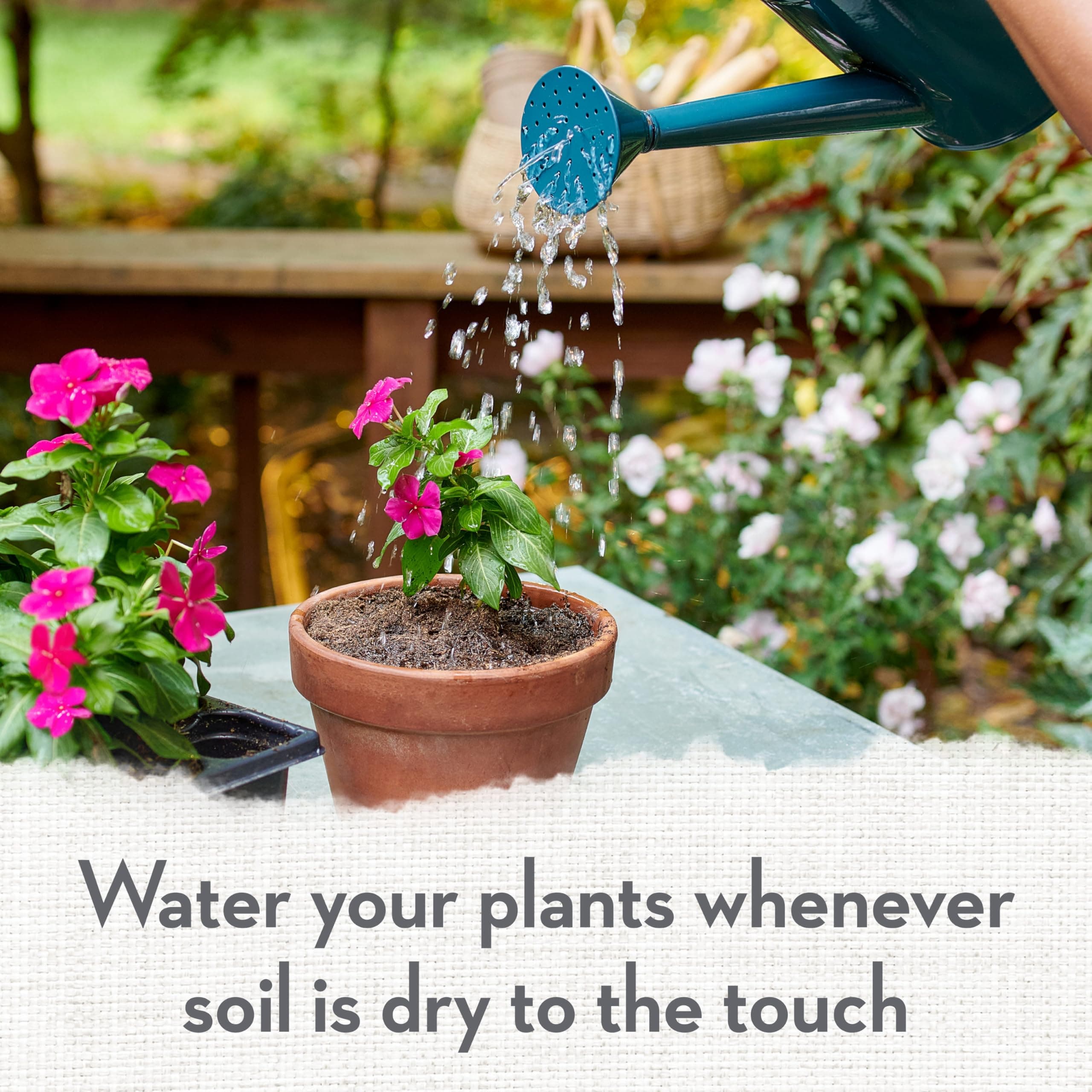 Whitney Farms Organic Potting Soil - Natural Indoor and Outdoor Container Mix fo - Thumbnail 8