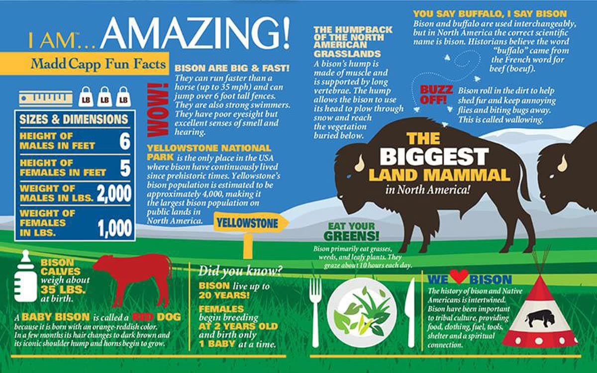 Madd Capp Puzzles - I AM Bison - 550 pieces - Animal Shaped Jigsaw Puzzle - Thumbnail 5