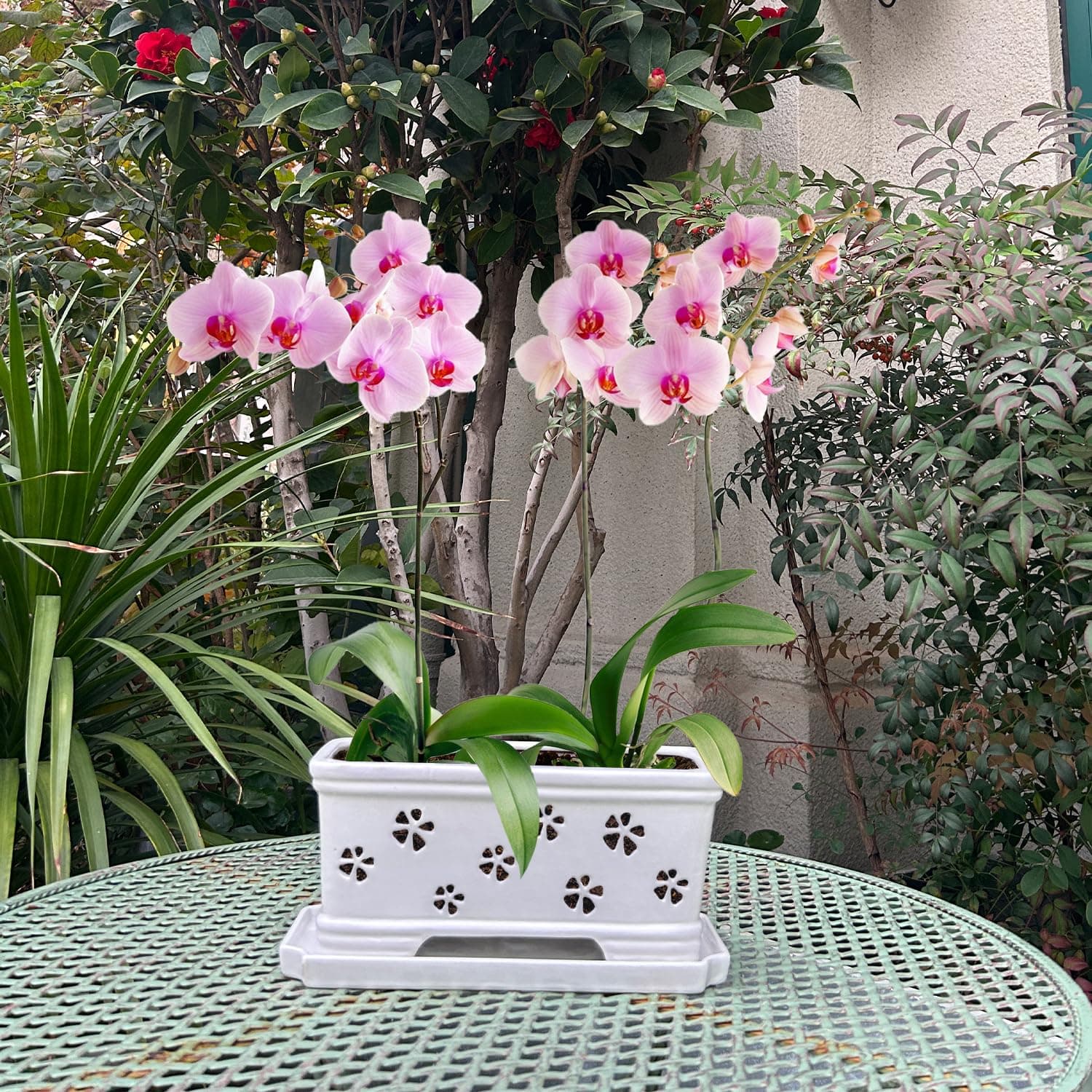 10 Inch Rectangle Ceramic Orchid Pot with Holes & Saucer - White, Effective Drai - Thumbnail 6